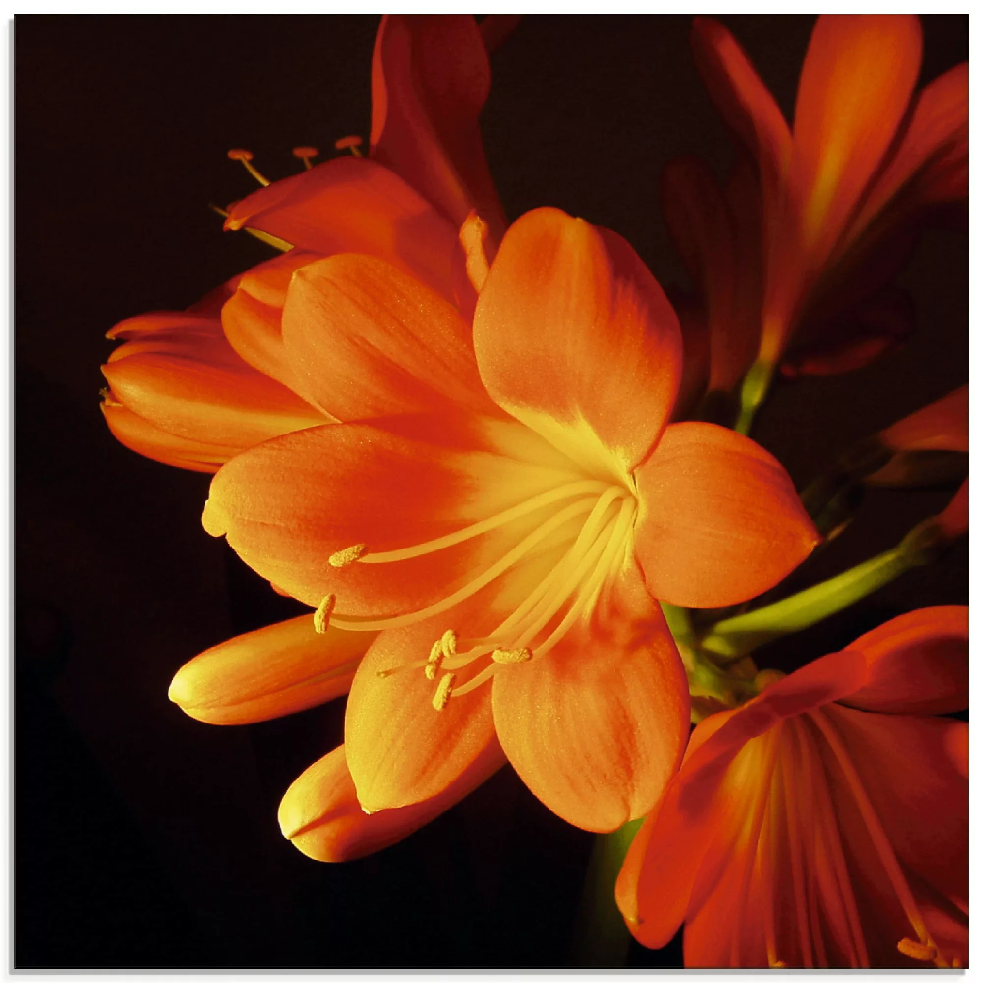 Artland Glasbild "Clivie in leuchtendem Orange", Blumen, (1 St.) günstig online kaufen