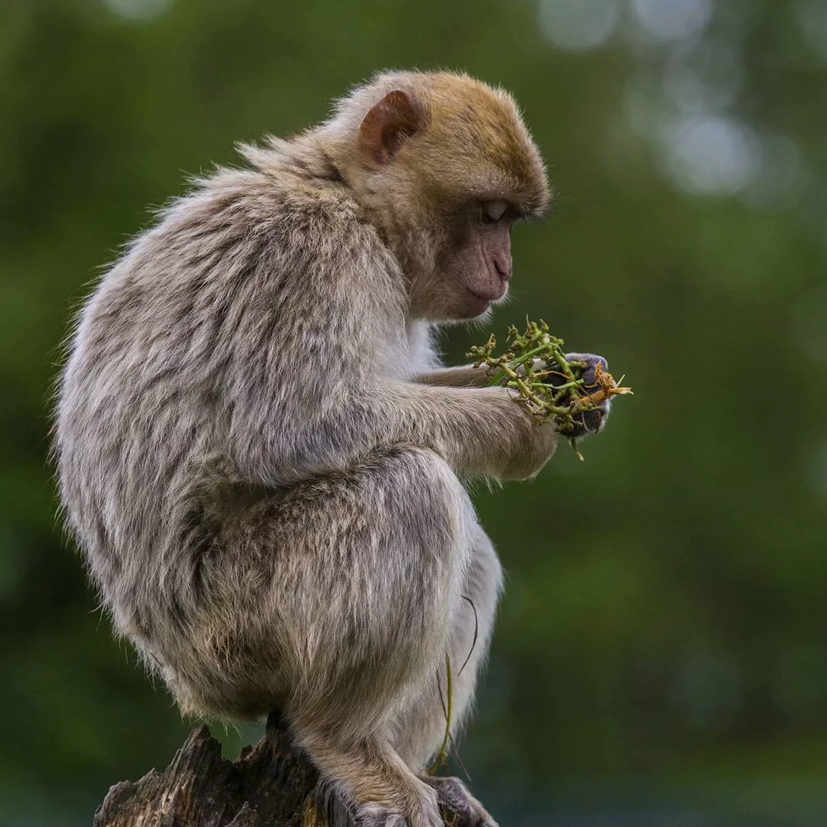 Wandkraft | Wanddekoration Wildlife Affe günstig online kaufen