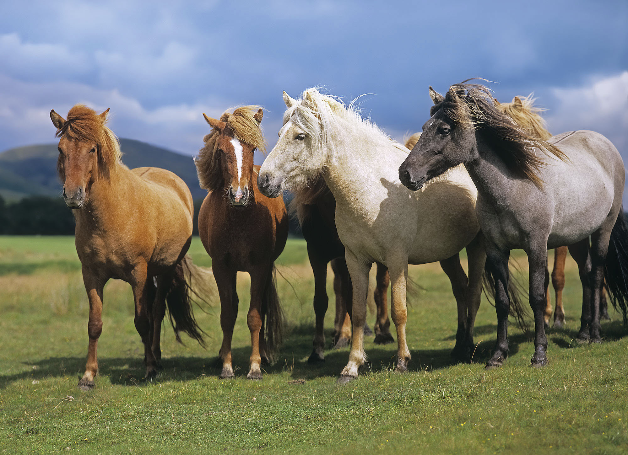 Komar Fototapete »Fototapete - Ponies - Größe 254 x 184 cm«, bedruckt günstig online kaufen