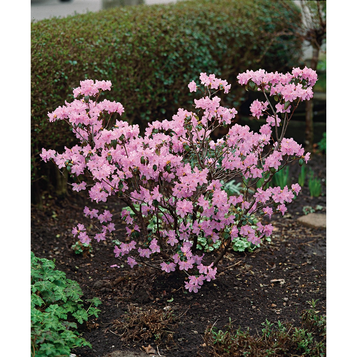 Vorfrühlings-Rhododendron Praecox Lila Höhe ca. 30 - 40 cm Topf ca. 4 l günstig online kaufen