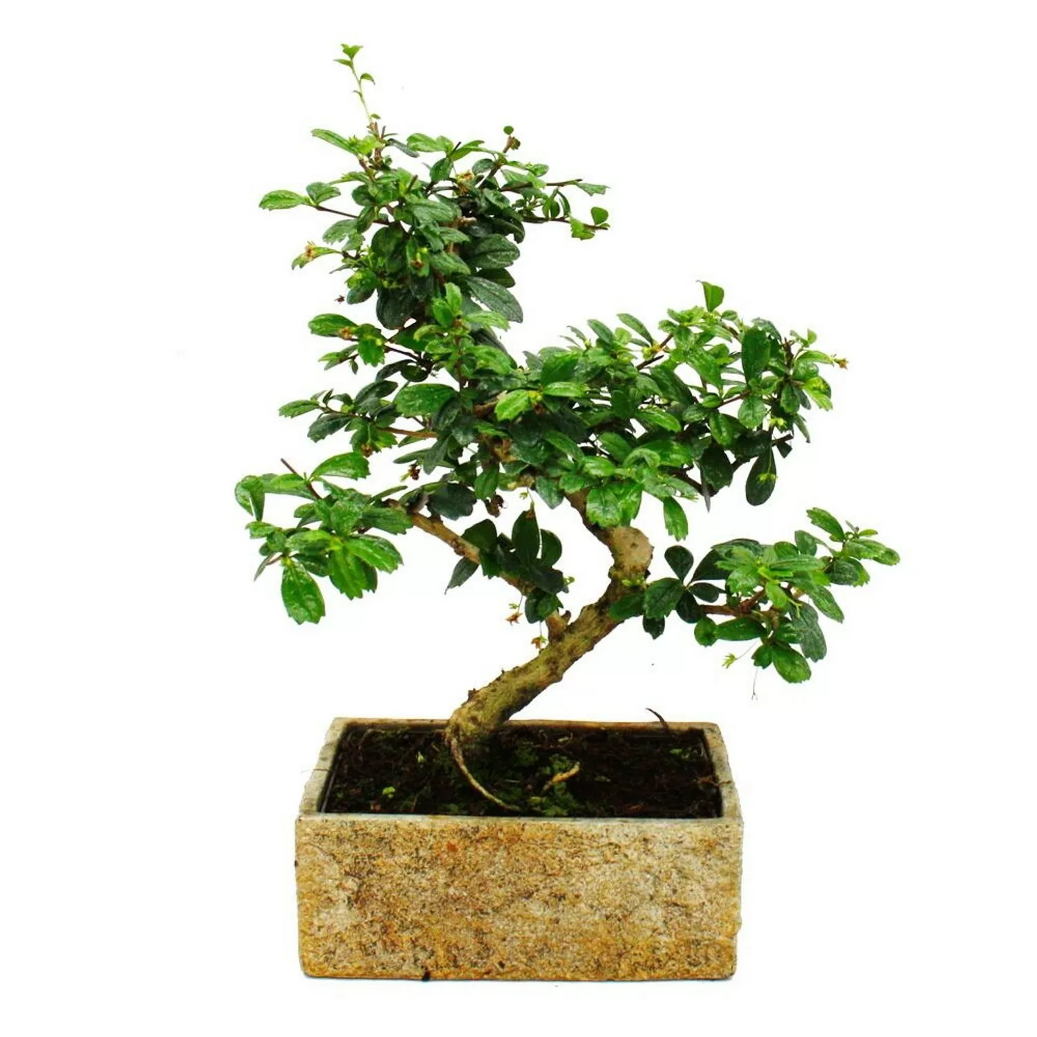 Exotenherz Bonsai für Zimmer in Moderner Trendkeramik Zimmerbonsai Carmona günstig online kaufen