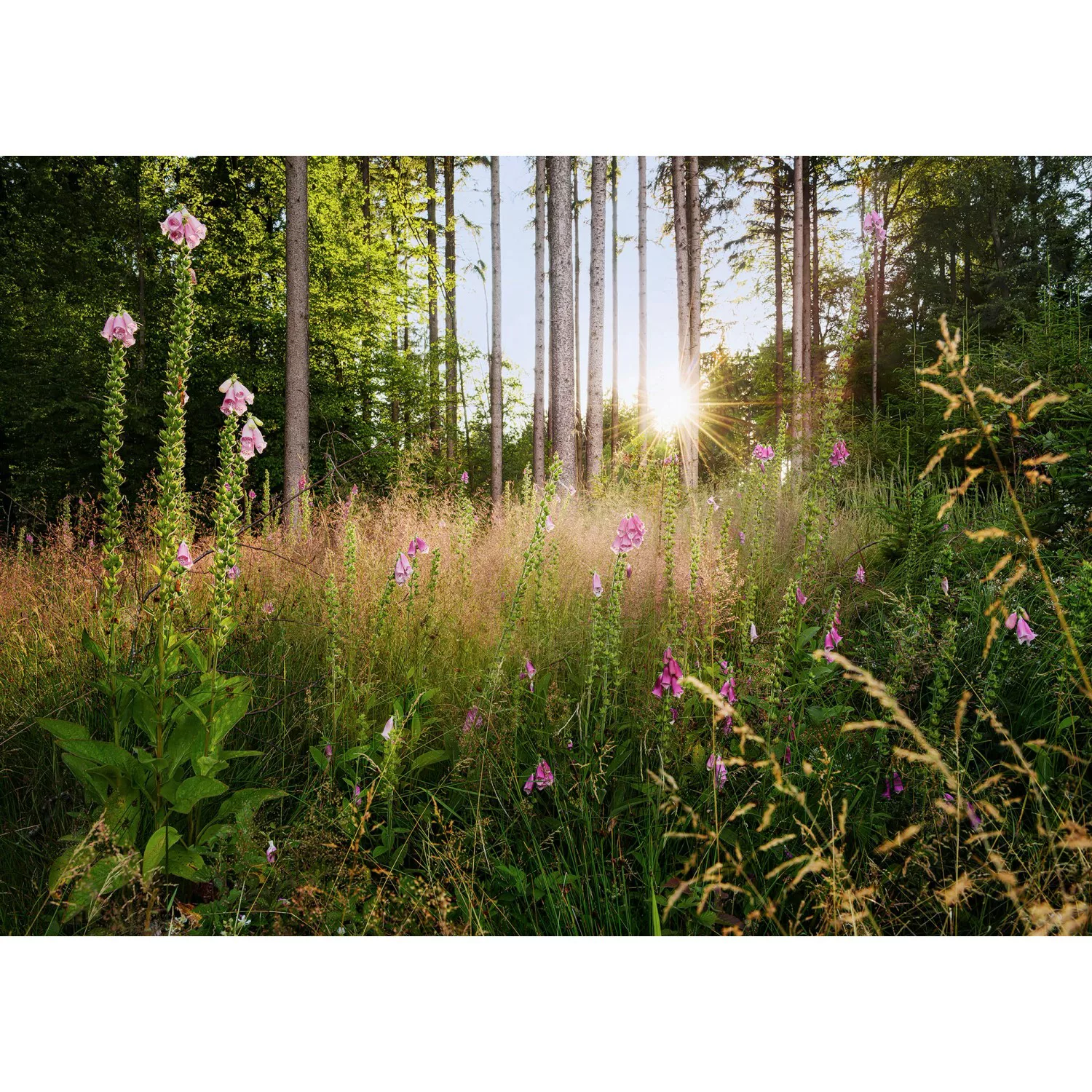 Komar Fototapete Summer Glade Wald B/L: ca. 350x250 cm günstig online kaufen