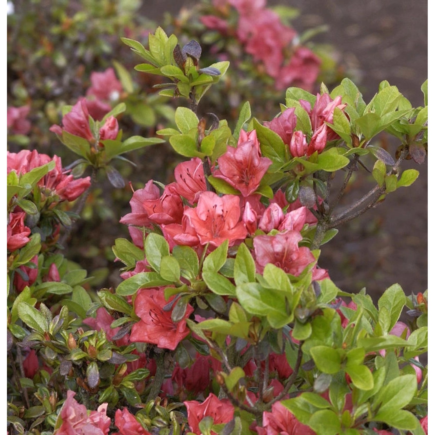 Japanische Azalee Hatsugin 20-25cm - Rhododendron obtusum - Zwerg Alpenrose günstig online kaufen