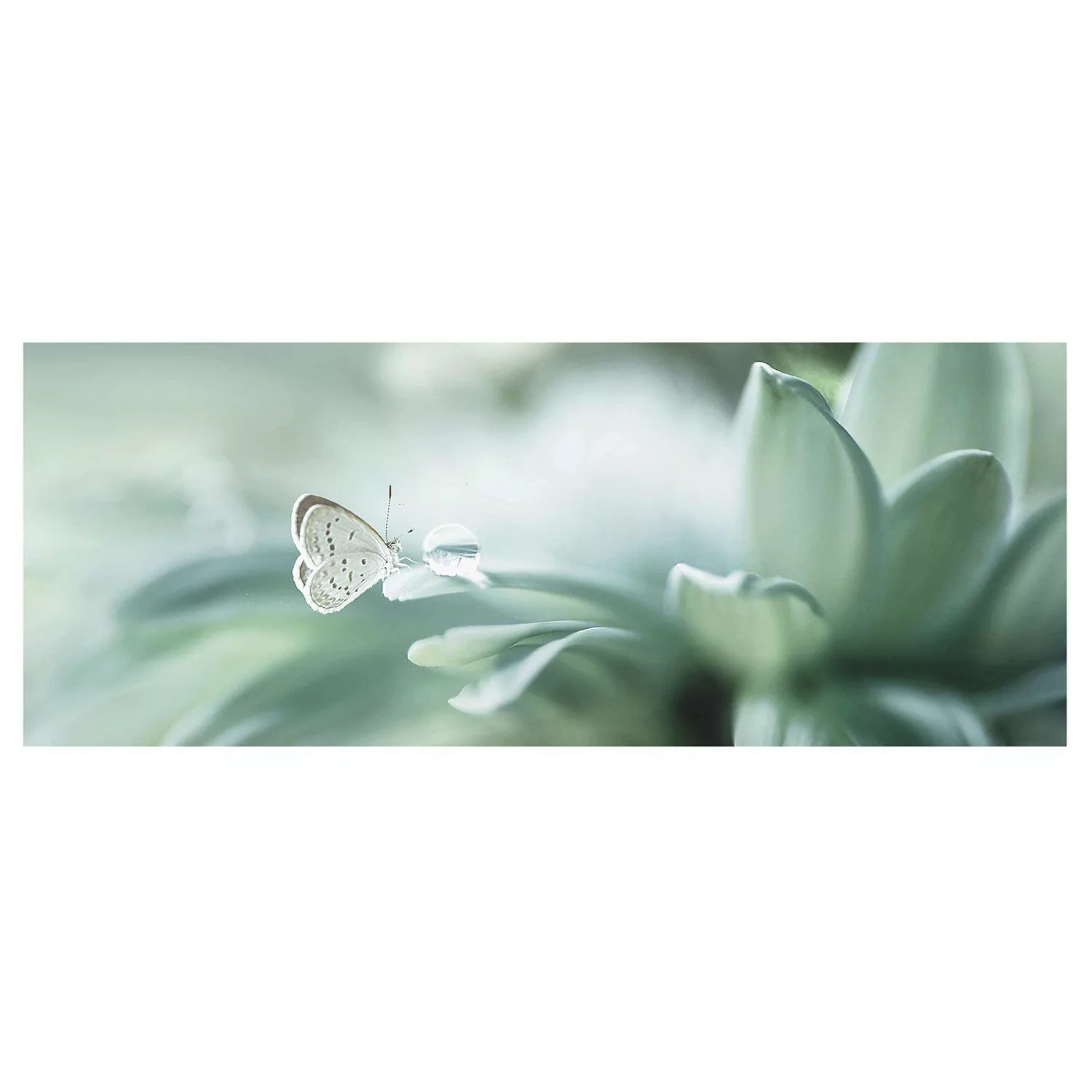 Glasbild Tiere - Panorama Schmetterling und Tautropfen in Pastellgrün günstig online kaufen