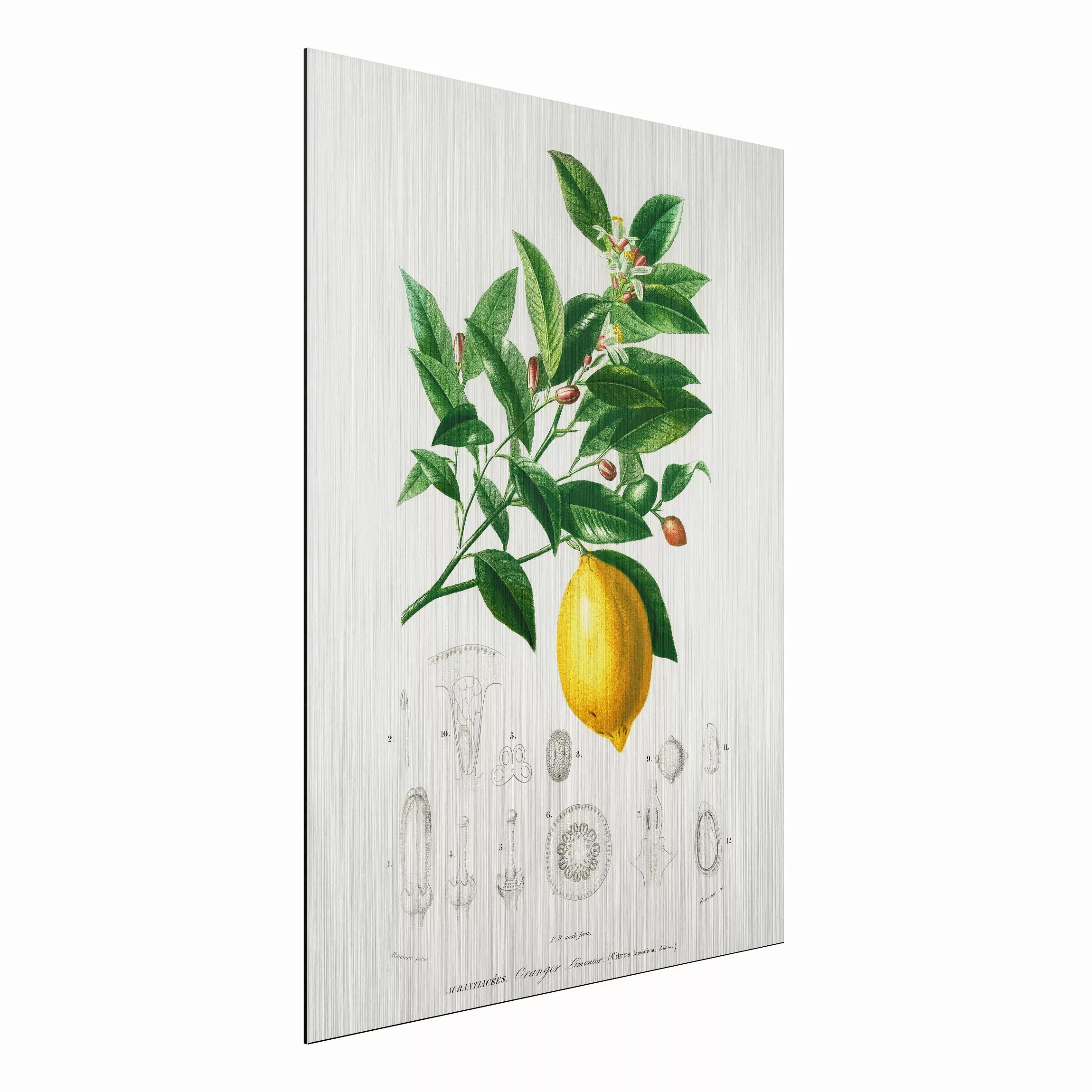 Alu-Dibond Bild Küche - Hochformat 3:4 Botanik Vintage Illustration Zitrone günstig online kaufen