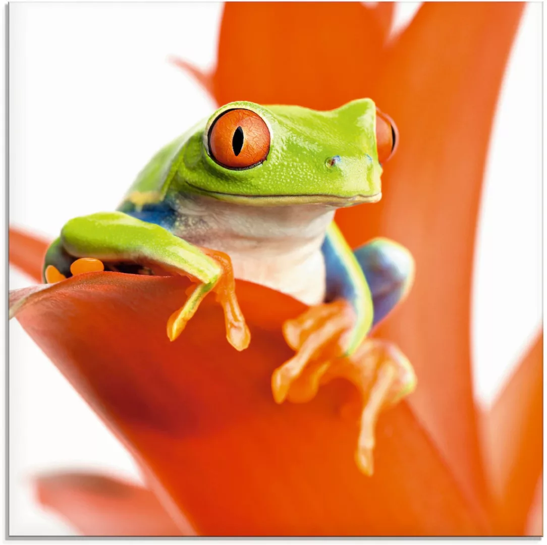 Artland Glasbild »Frosch auf seinem Thron«, Wassertiere, (1 St.) günstig online kaufen