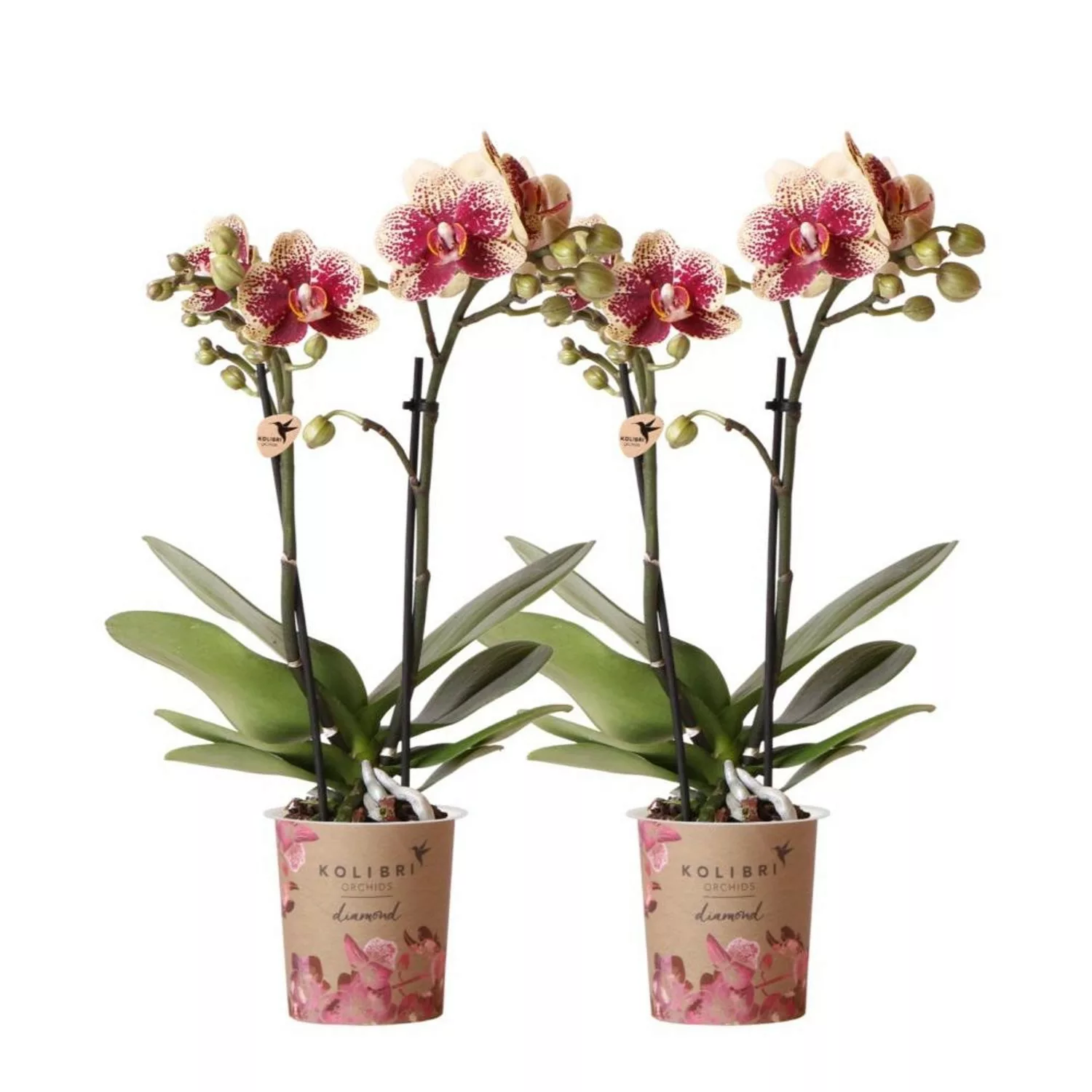 Kolibri Orchids Combi Deal von 2 gelben Roten Phalaenopsis Orchideen Spanie günstig online kaufen