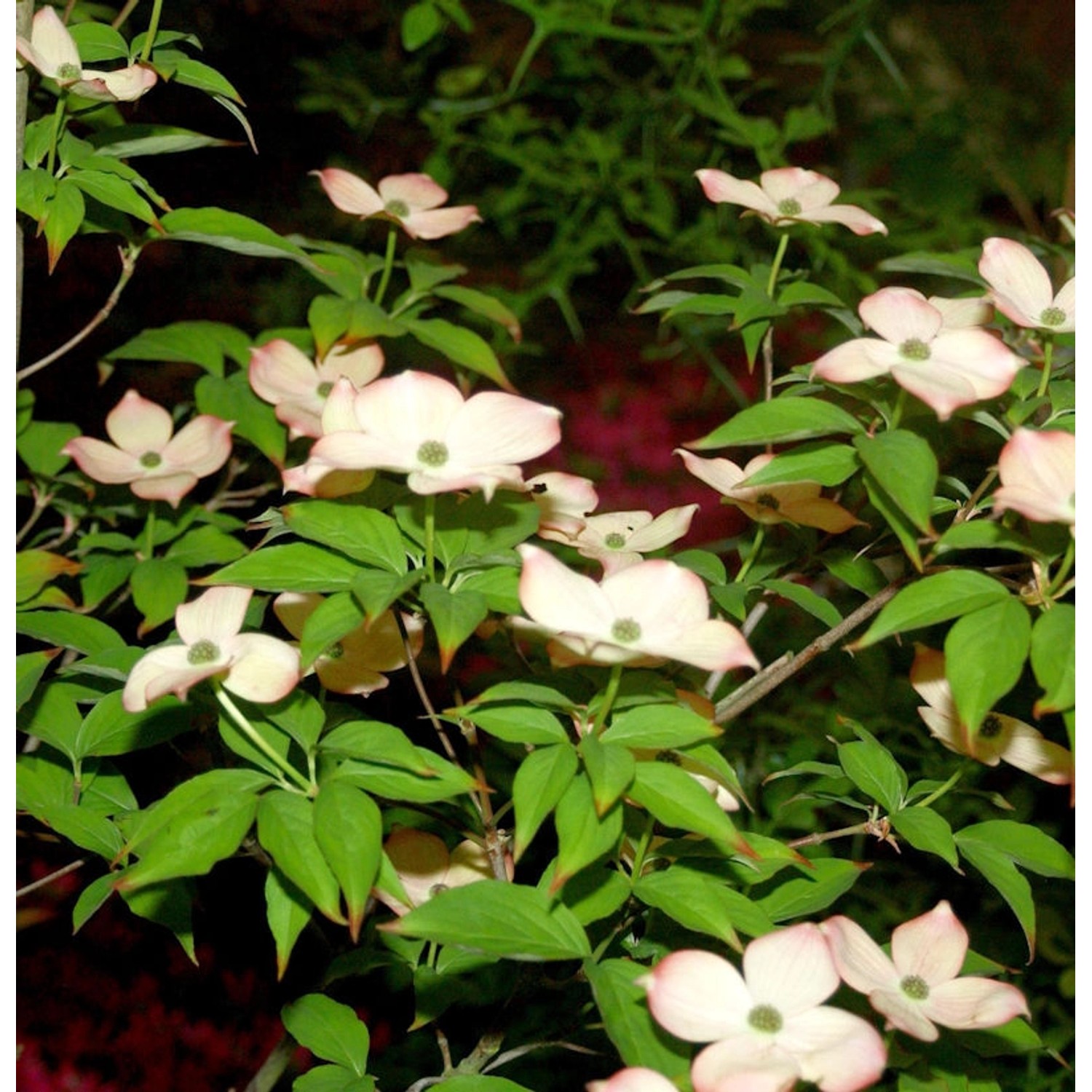 Hartriegel Blooming Pink Tetra 40-60cm - Cornus kousa günstig online kaufen