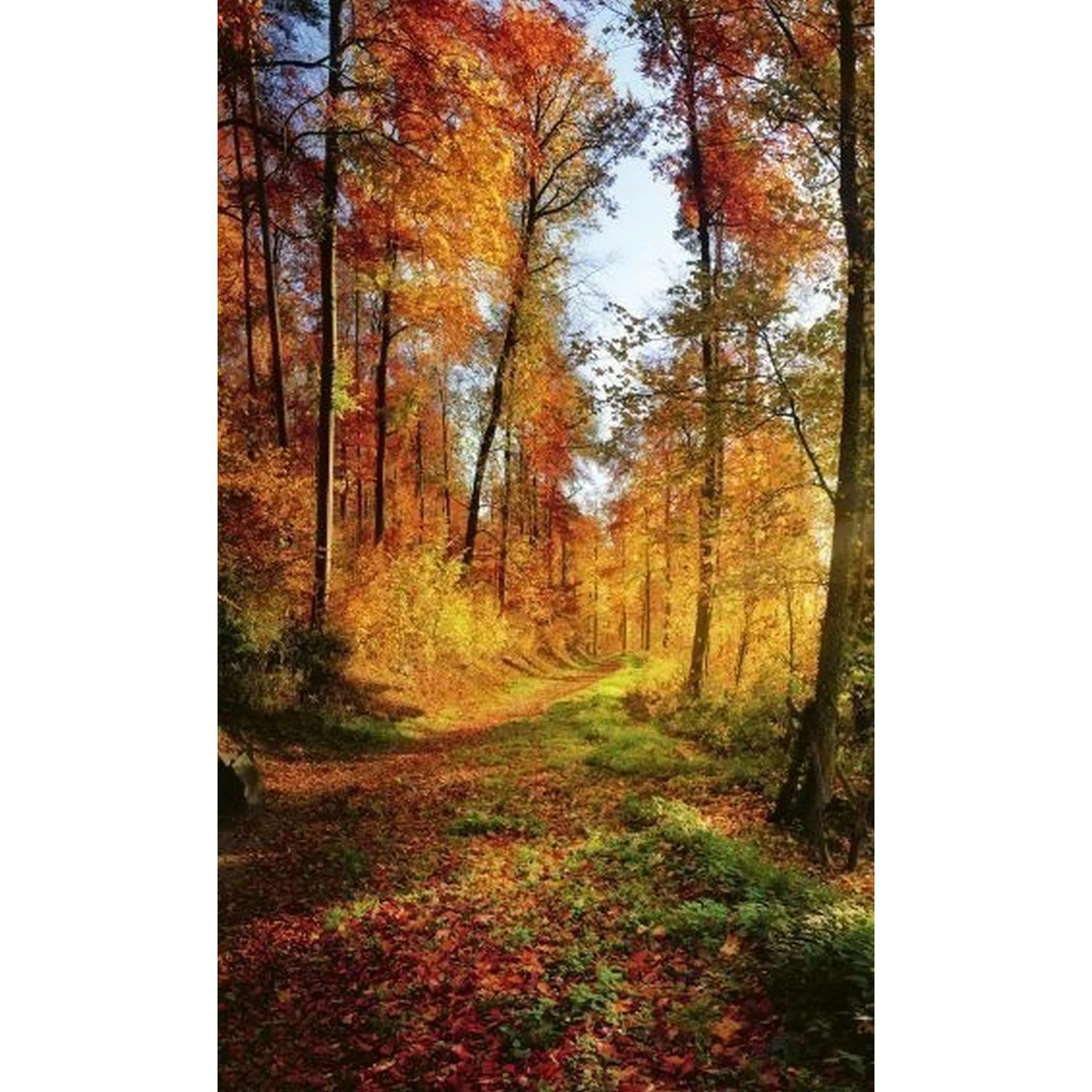 Fototapete FOREST WALK | MS-2-0065 | Orange | Digitaldruck auf Vliesträger günstig online kaufen