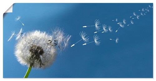 Artland Wandbild "Pusteblume", Blumen, (1 St.), als Alubild, Outdoorbild, L günstig online kaufen