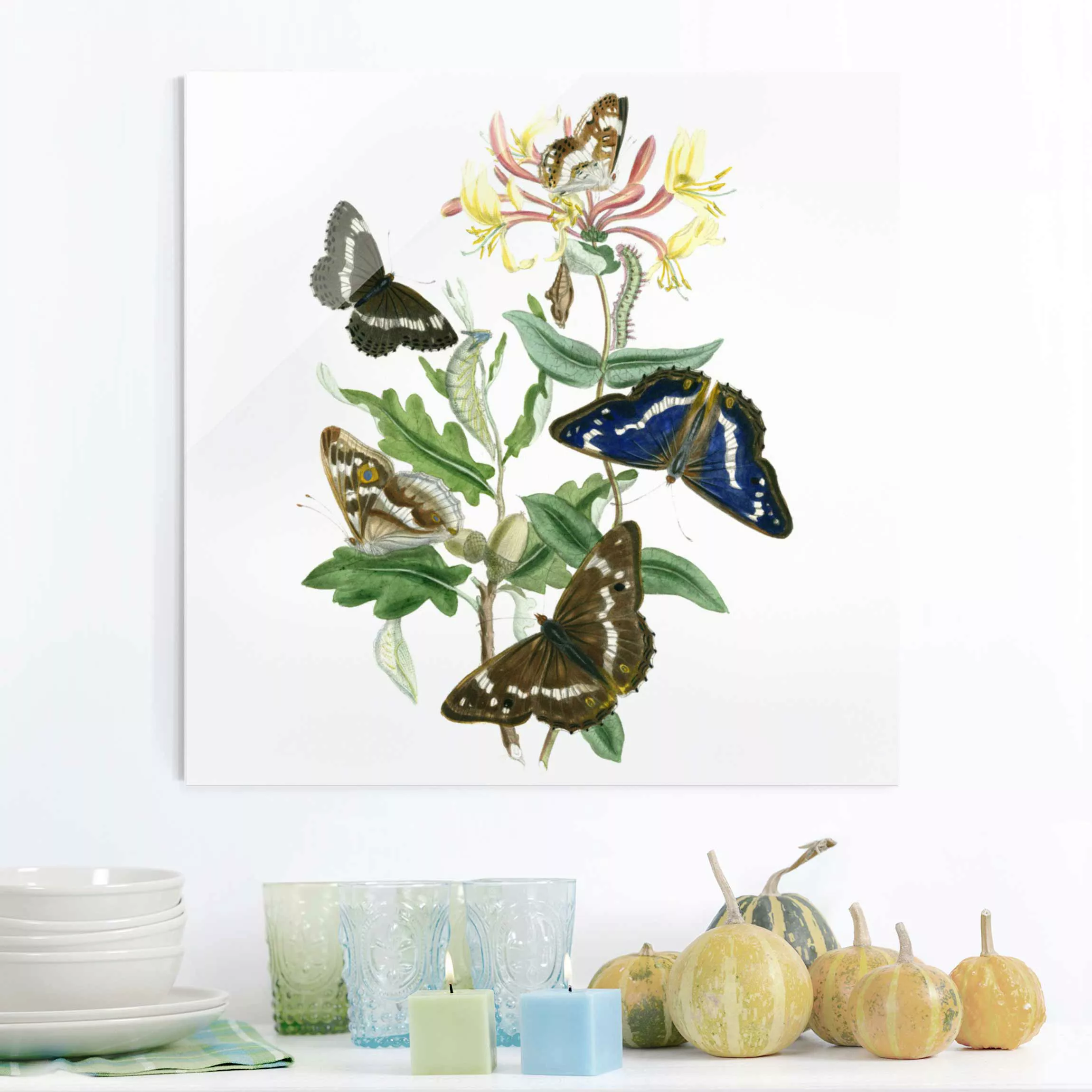 Glasbild Blumen - Quadrat Britische Schmetterlinge IV günstig online kaufen