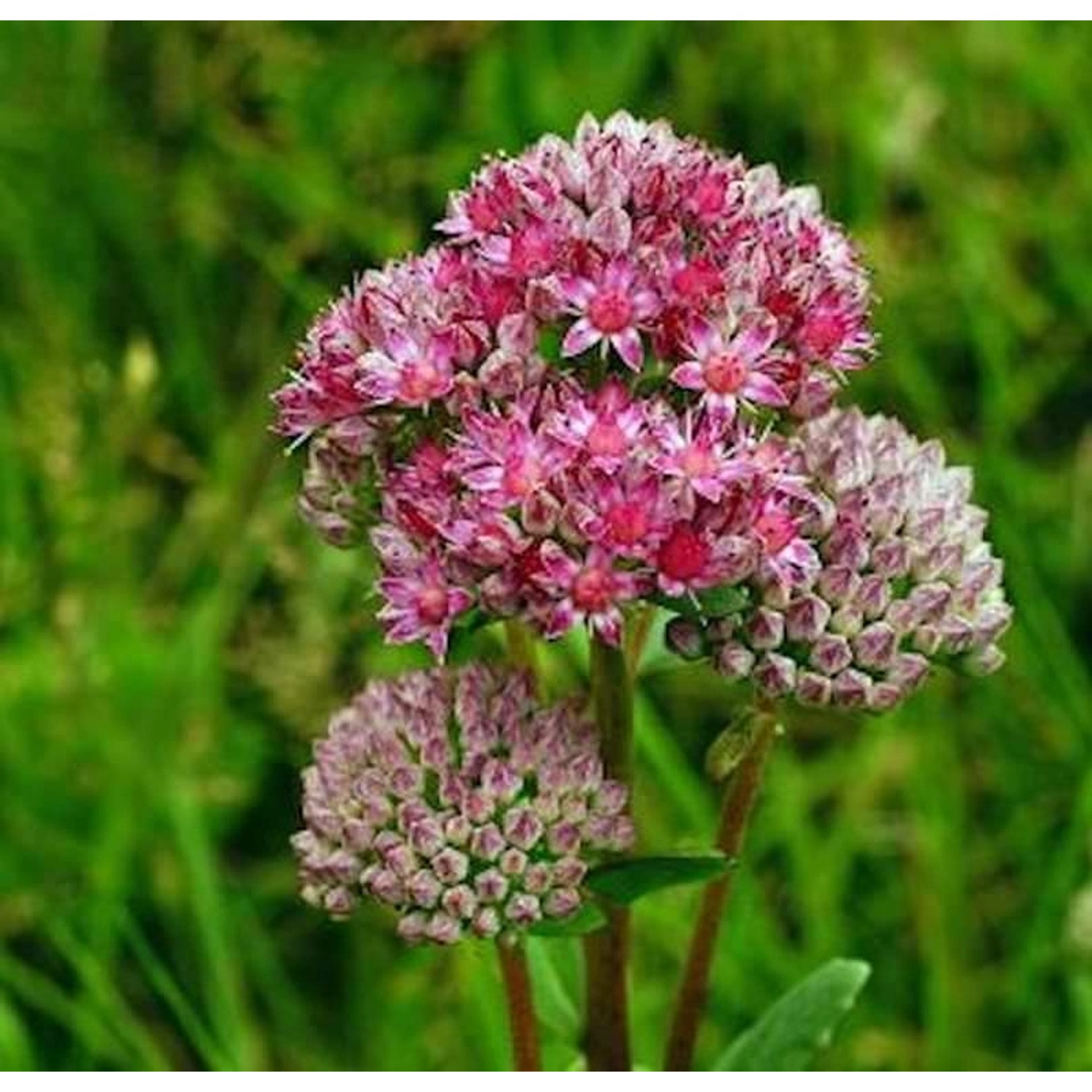 Große Fetthenne Indian Chief - Sedum telephium günstig online kaufen