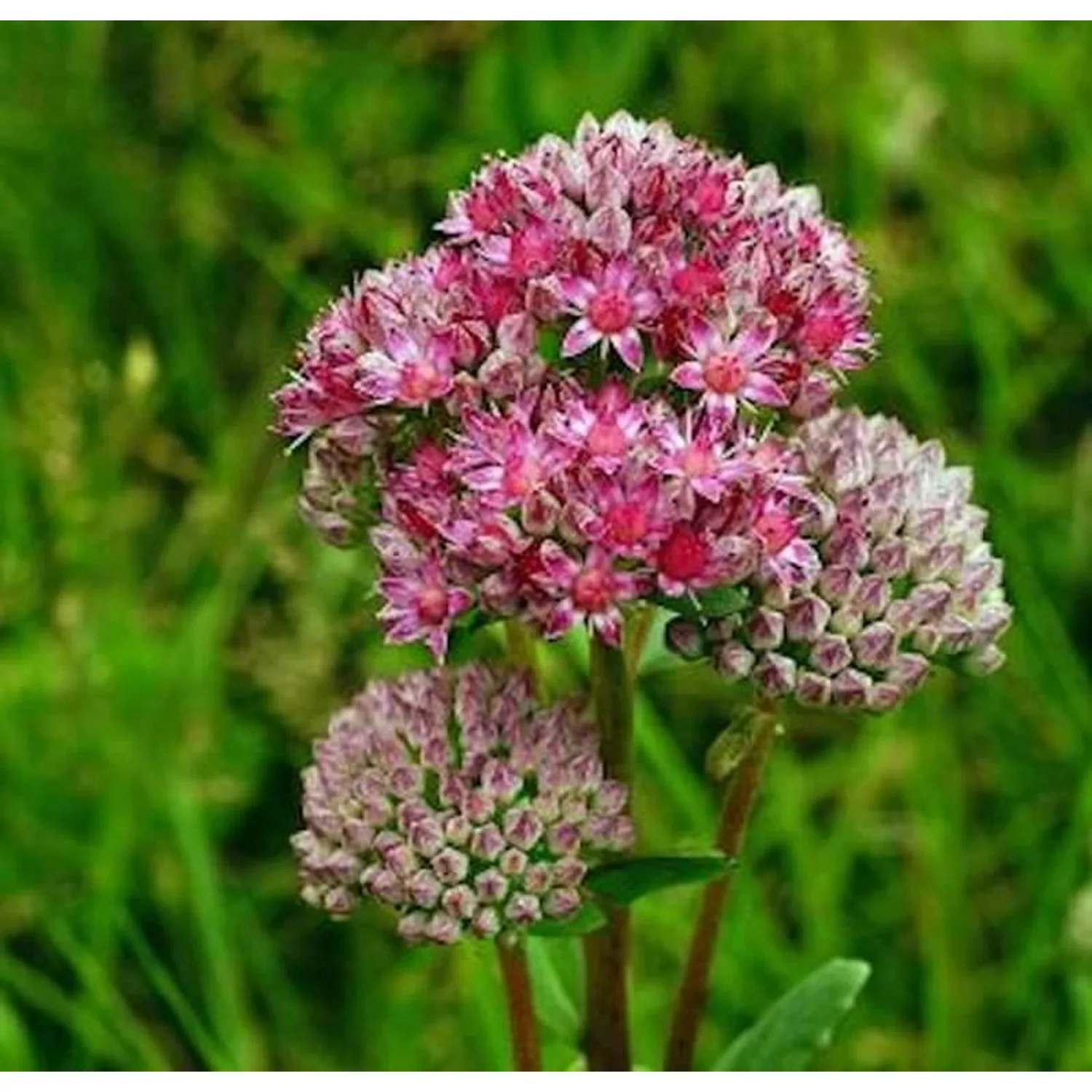 Große Fetthenne Indian Chief - Sedum telephium günstig online kaufen