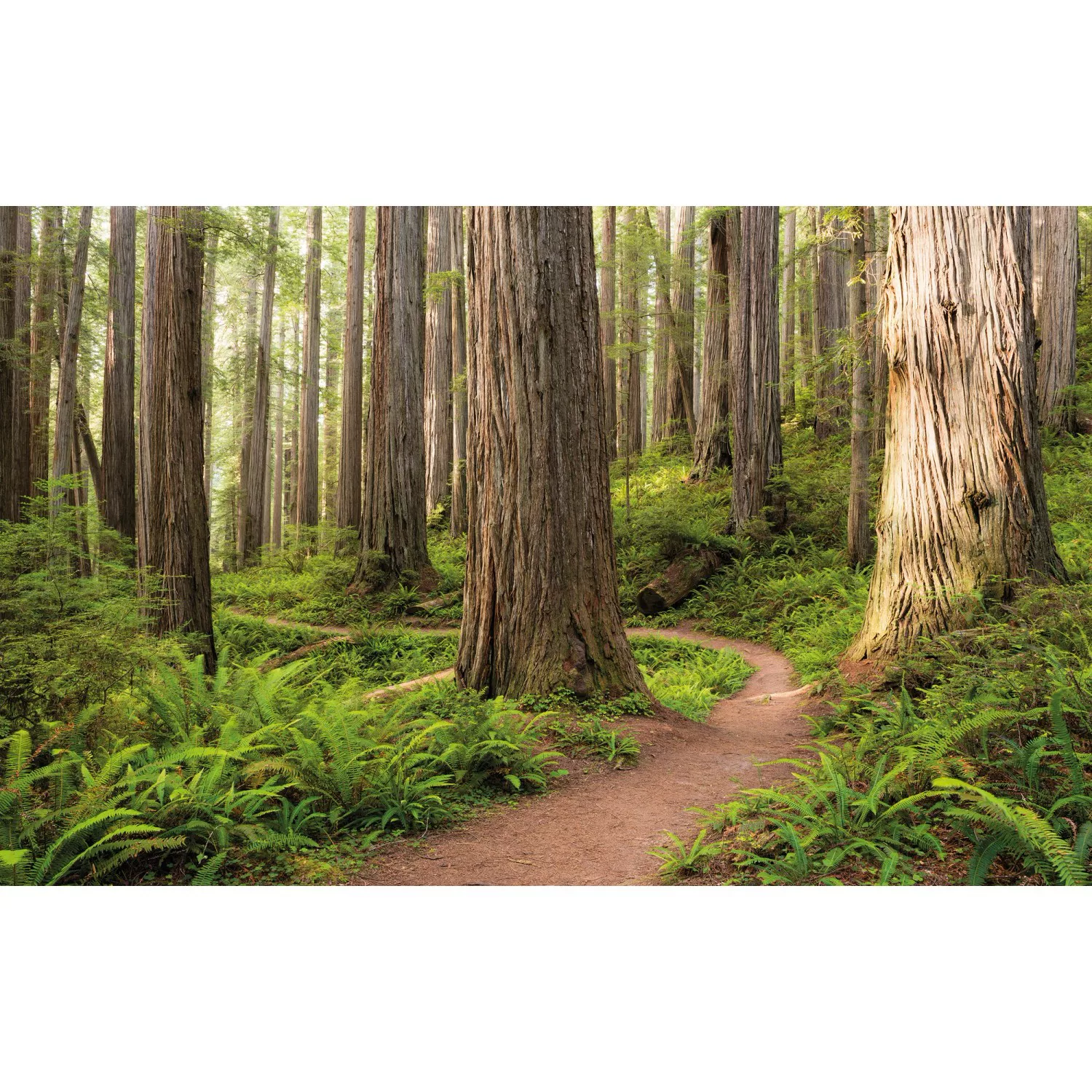 KOMAR Vlies Fototapete - Redwood Trail - Größe 450 x 280 cm mehrfarbig günstig online kaufen