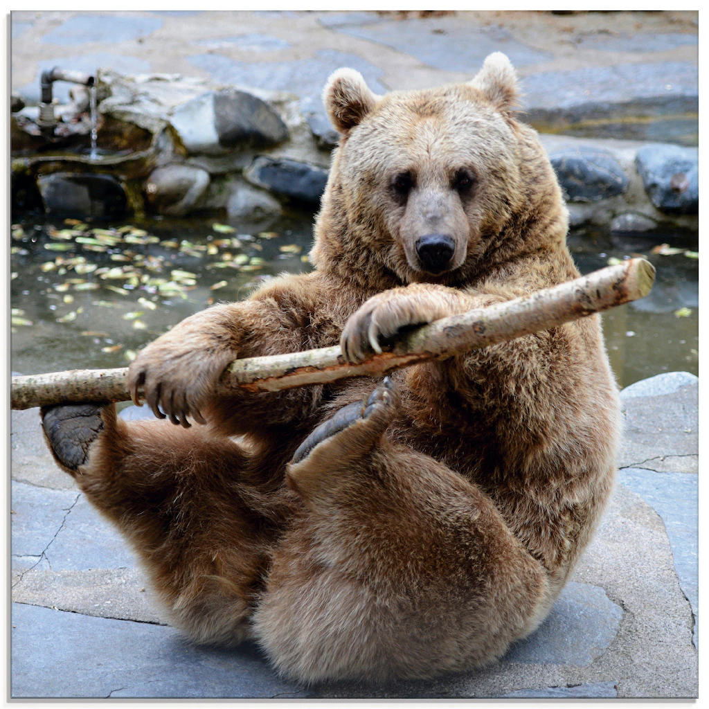 Artland Glasbild "Bär II", Wildtiere, (1 St.), in verschiedenen Größen günstig online kaufen