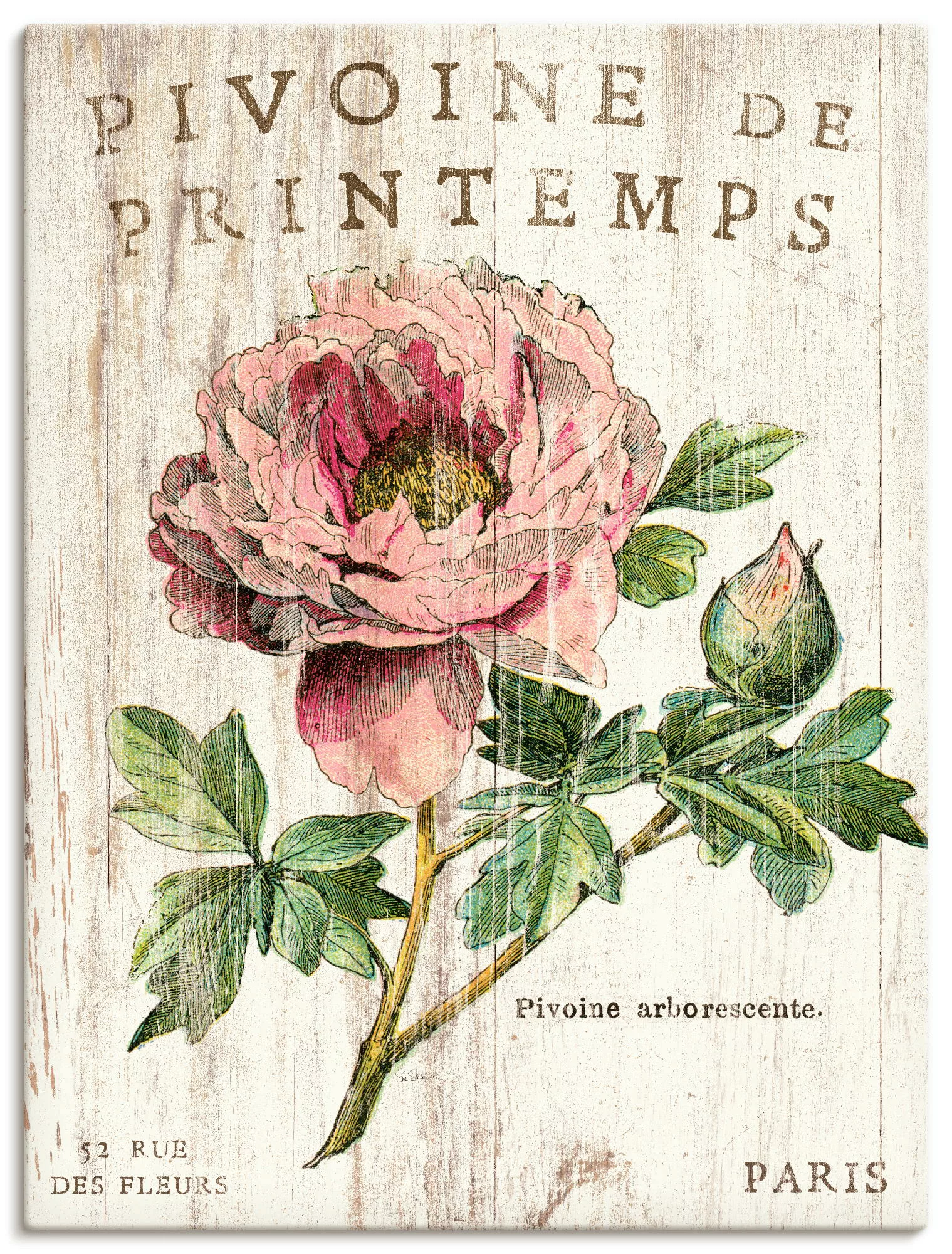 Artland Wandbild »Pfingstrose«, Blumen, (1 St.) günstig online kaufen