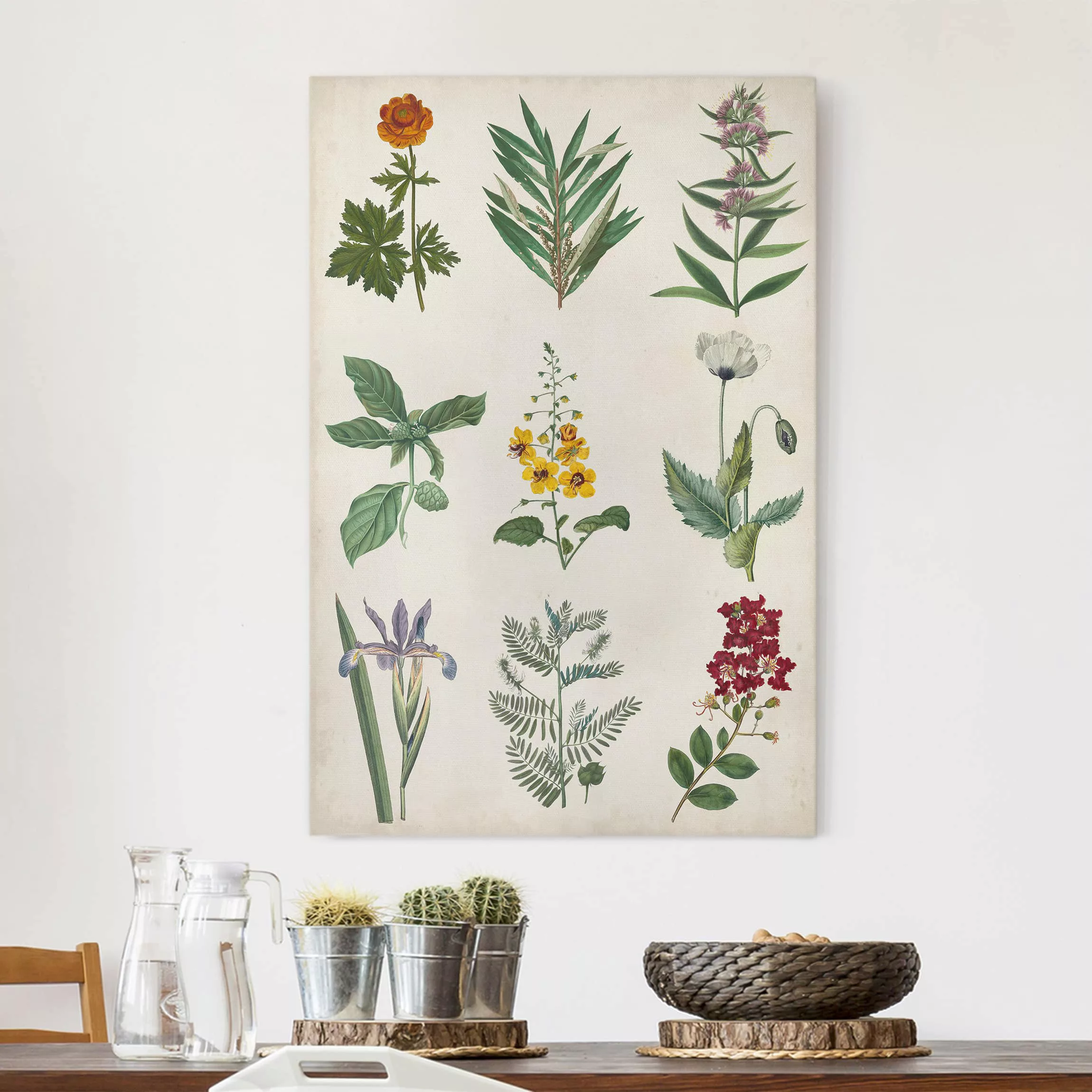 Leinwandbild Botanik - Hochformat Botanische Schautafel II günstig online kaufen