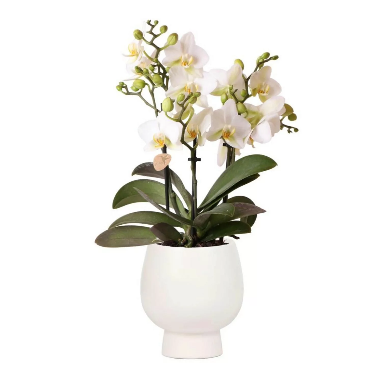 Kolibri Orchids Weiße Phalaenopsis Orchidee Lausanne & Scandic Weißer Ziert günstig online kaufen