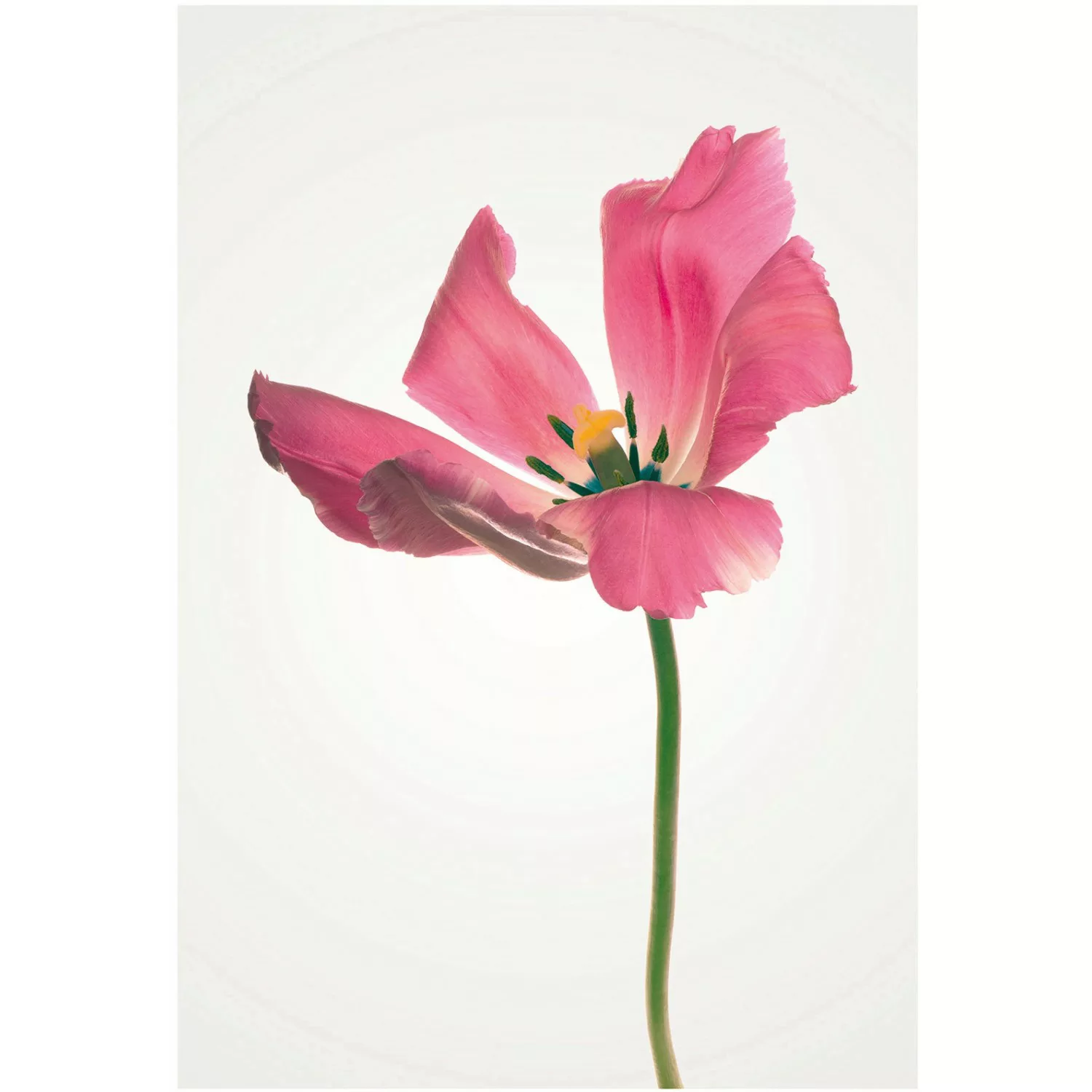 Komar Poster "Tulip", Blumen, (1 St.), Kinderzimmer, Schlafzimmer, Wohnzimm günstig online kaufen