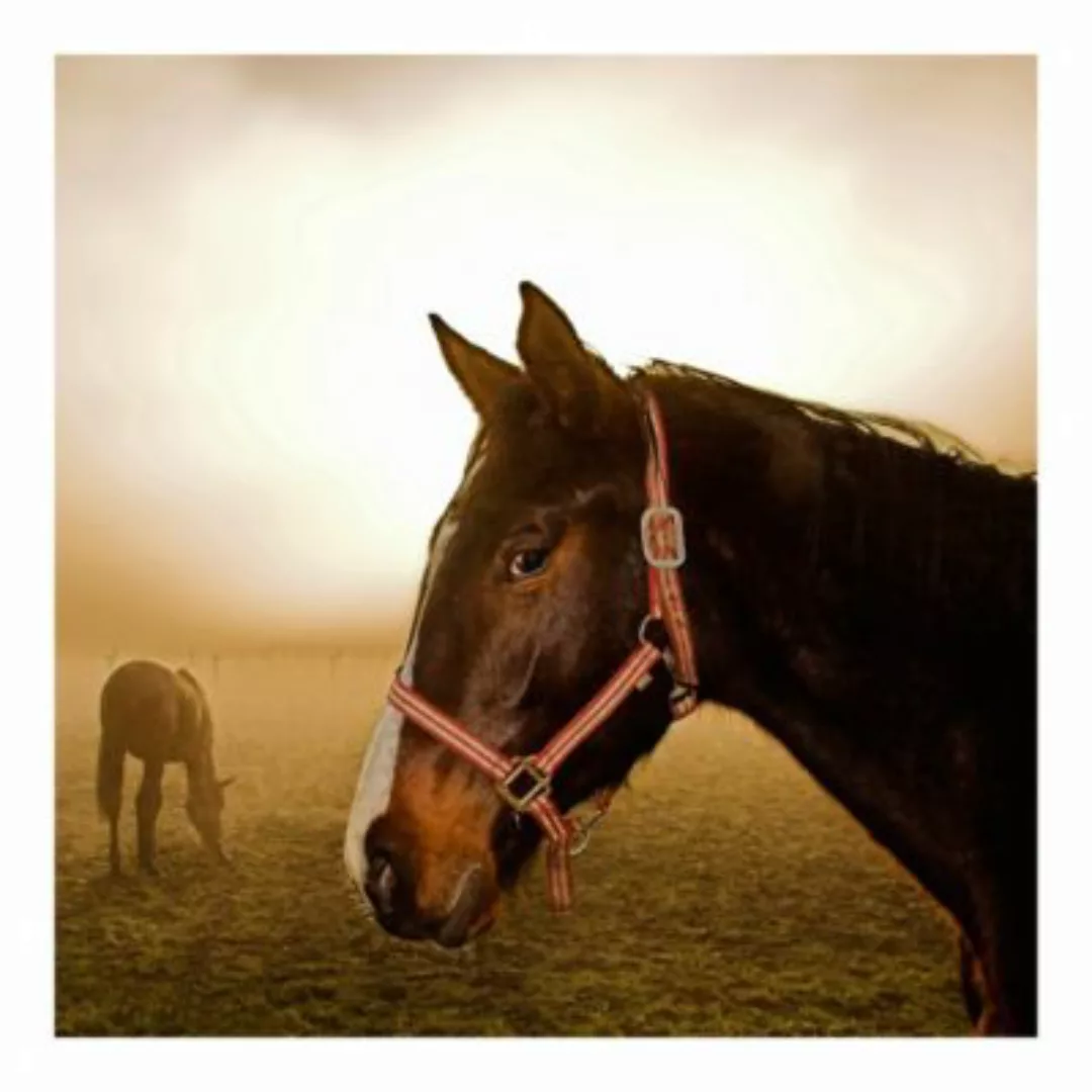 Bilderwelten Fototapete Early Horse bunt Gr. 240 x 240 günstig online kaufen