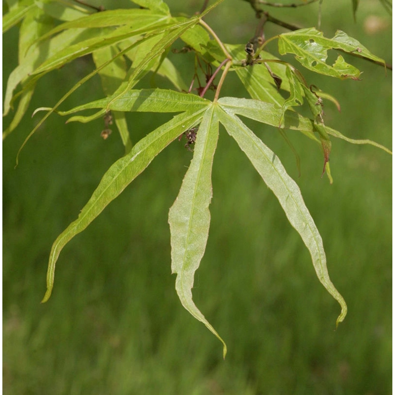 Schmalblättriger Fächer Ahorn 80-100cm - Acer palmatum günstig online kaufen