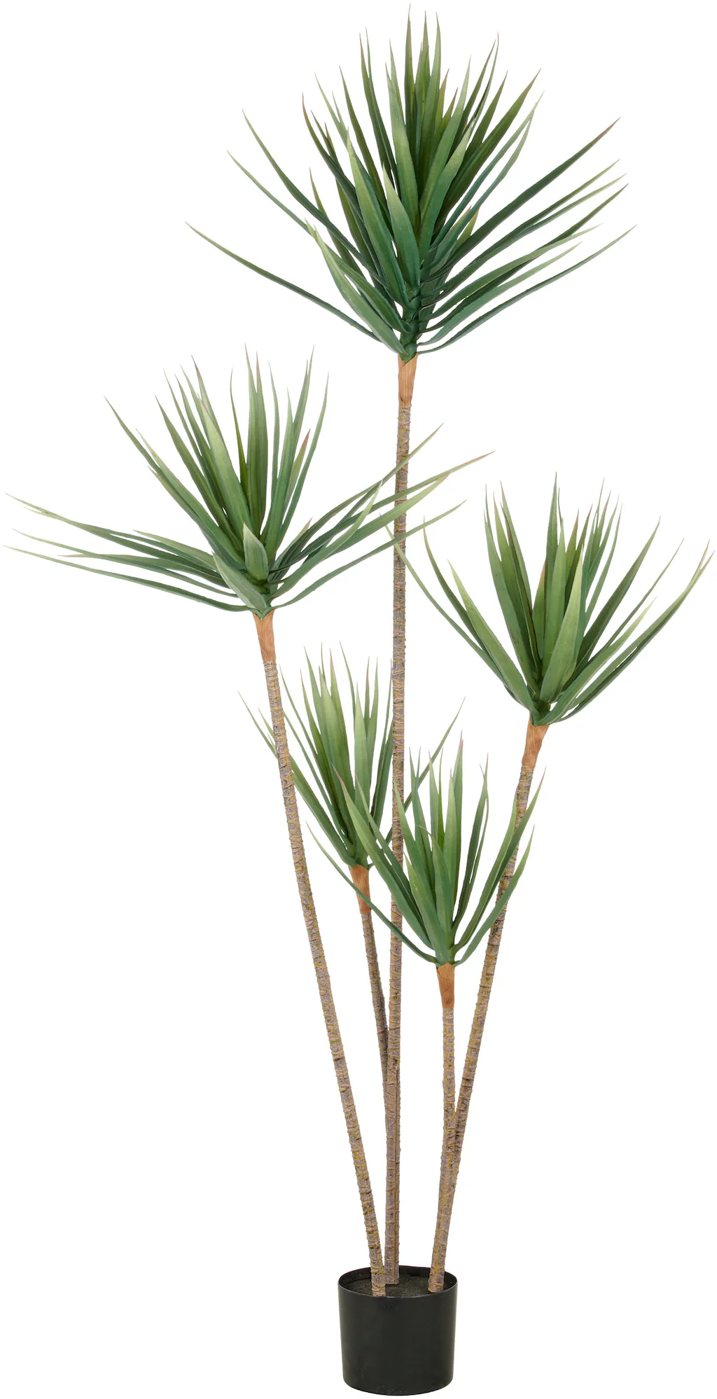 Creativ green Kunstpflanze "Dracaena draco", mit 5 Stämmen günstig online kaufen