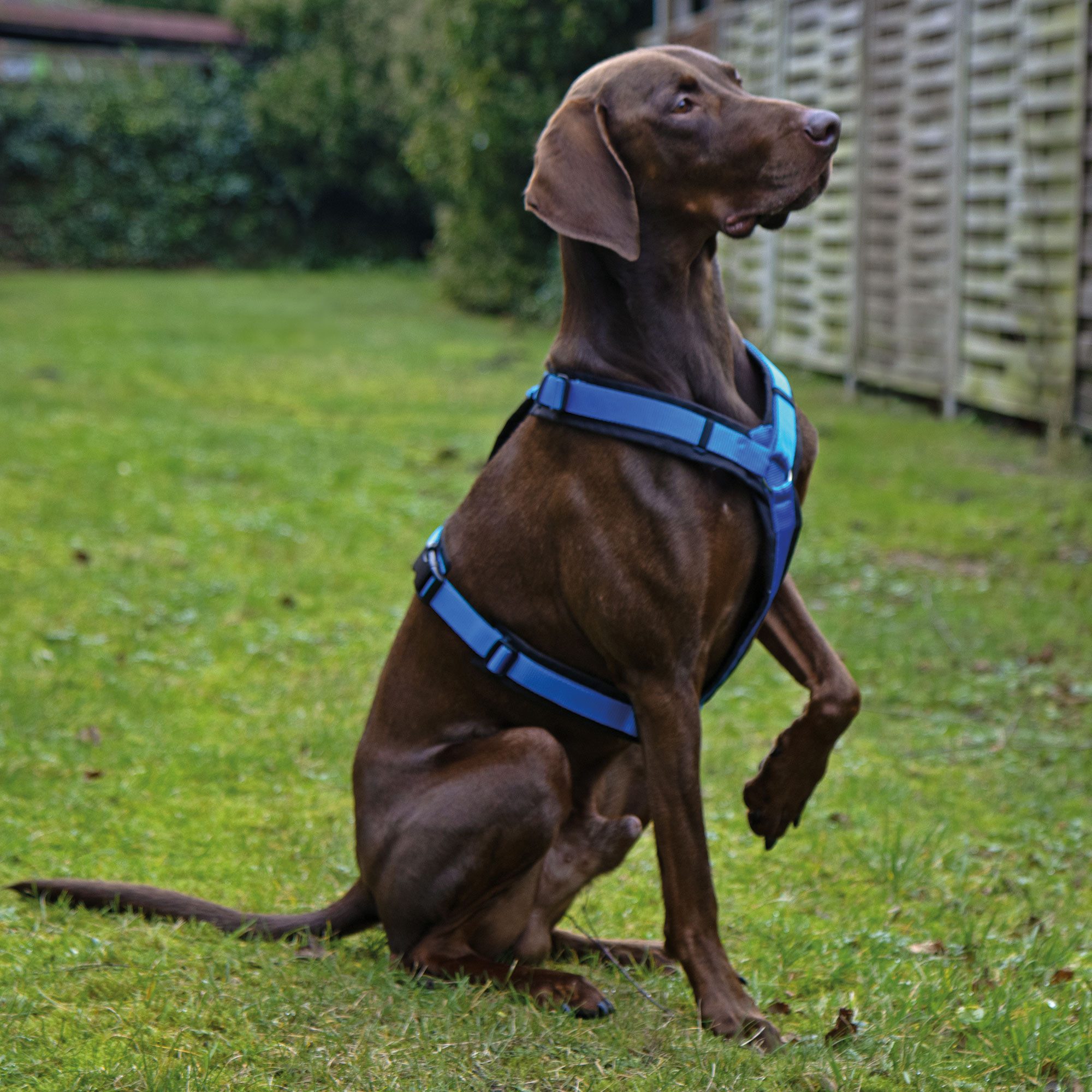 AnnyX Hunde-Geschirr Brustgeschirr Fun - gepolstert günstig online kaufen
