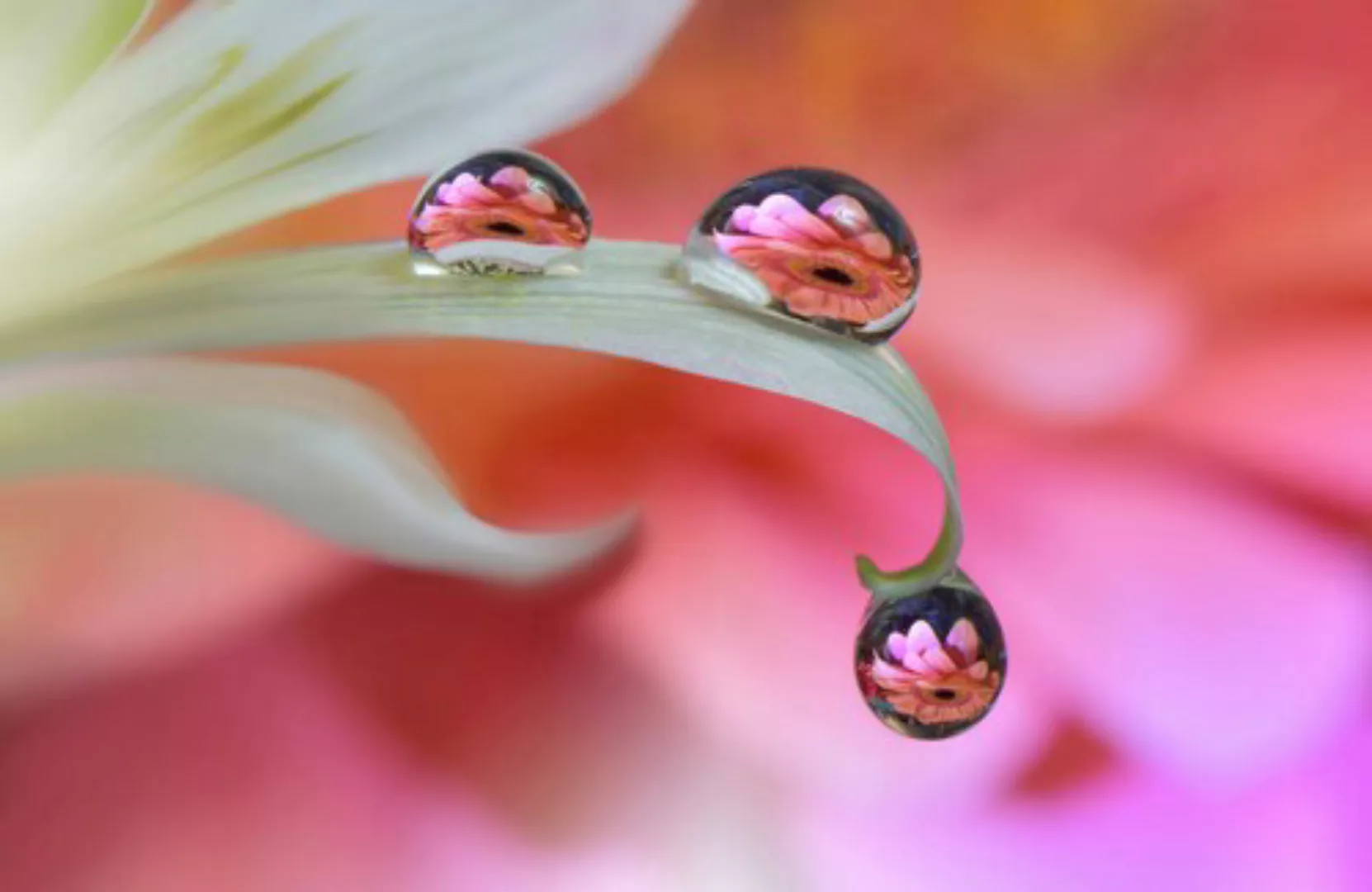 Papermoon Fototapete »Zen Wassertropfen mit Blume Makro« günstig online kaufen