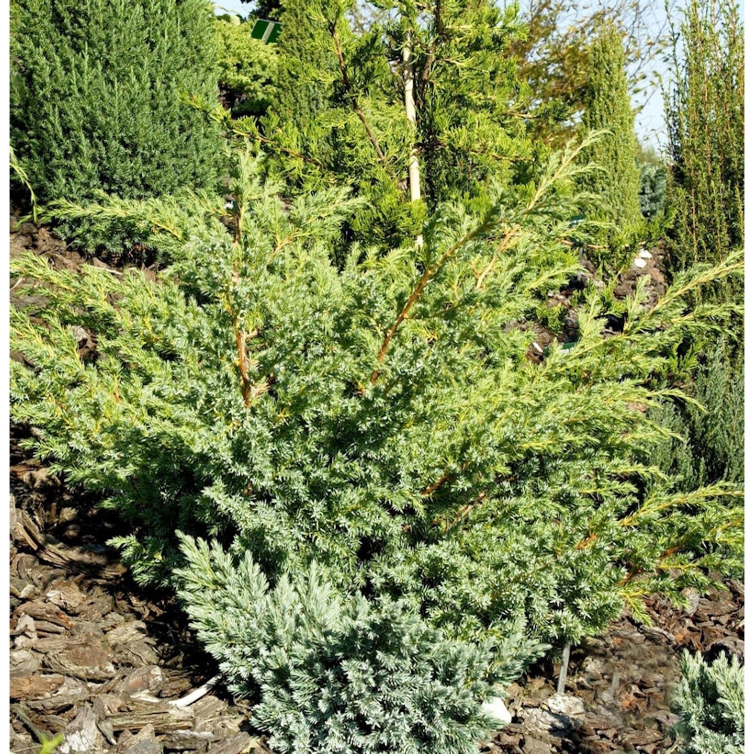 Zwerg Wacholder Little Joanna 20-30cm - Juniperus squamata günstig online kaufen