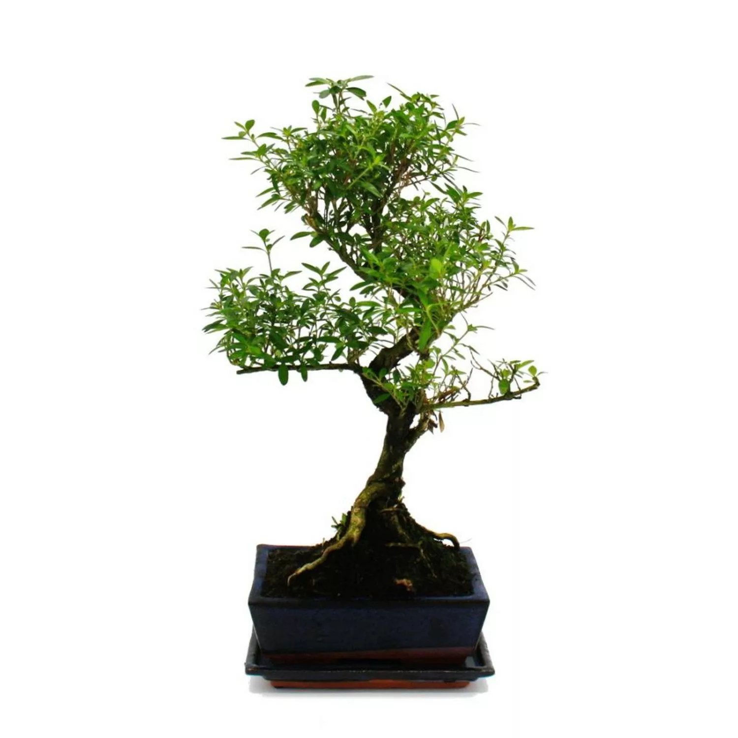 Exotenherz Bonsai Serissa Junischnee Baum Der 1000 Sterne ca. 6 Jahre günstig online kaufen