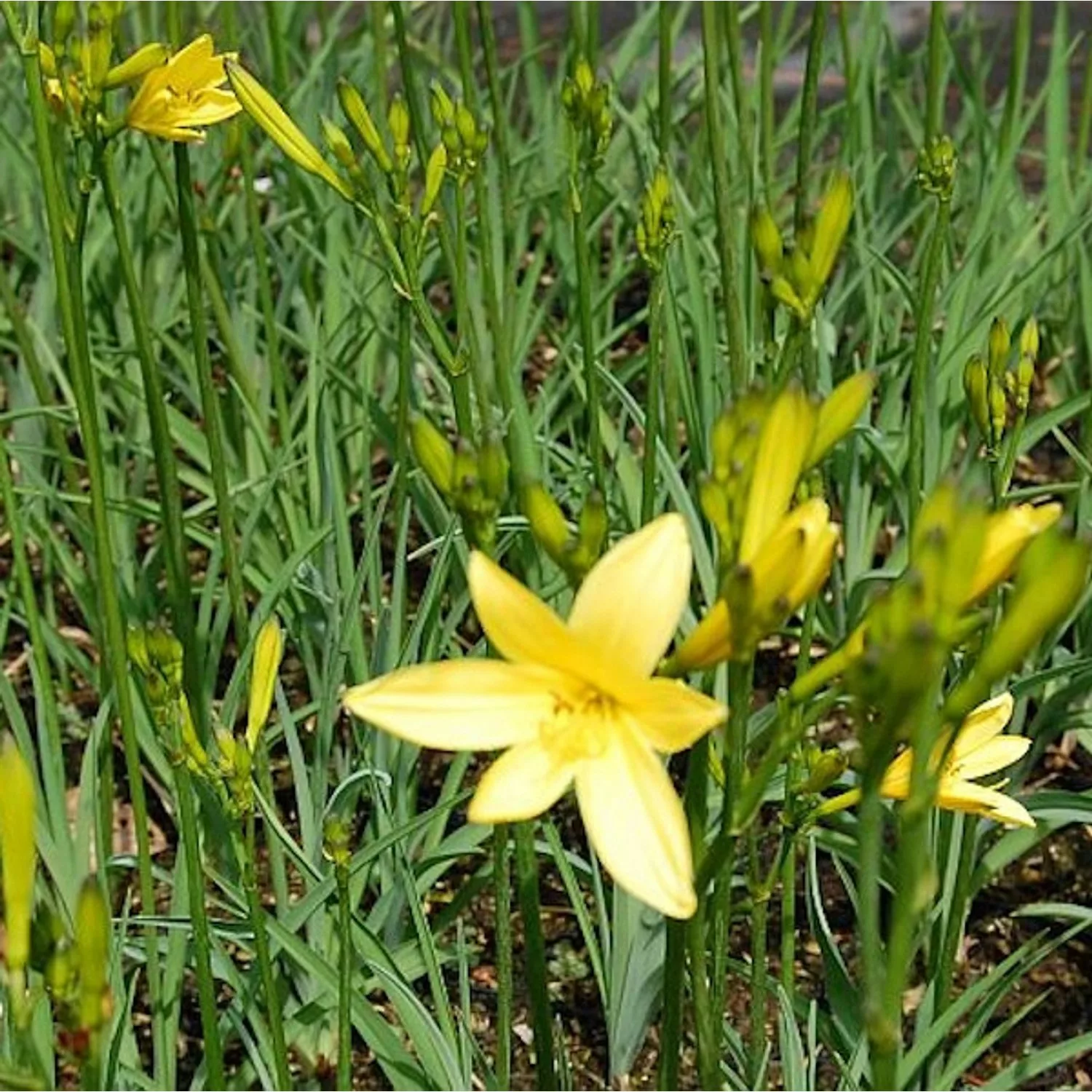 Wiesen Taglilie - Hemerocallis lilioasphodelus günstig online kaufen