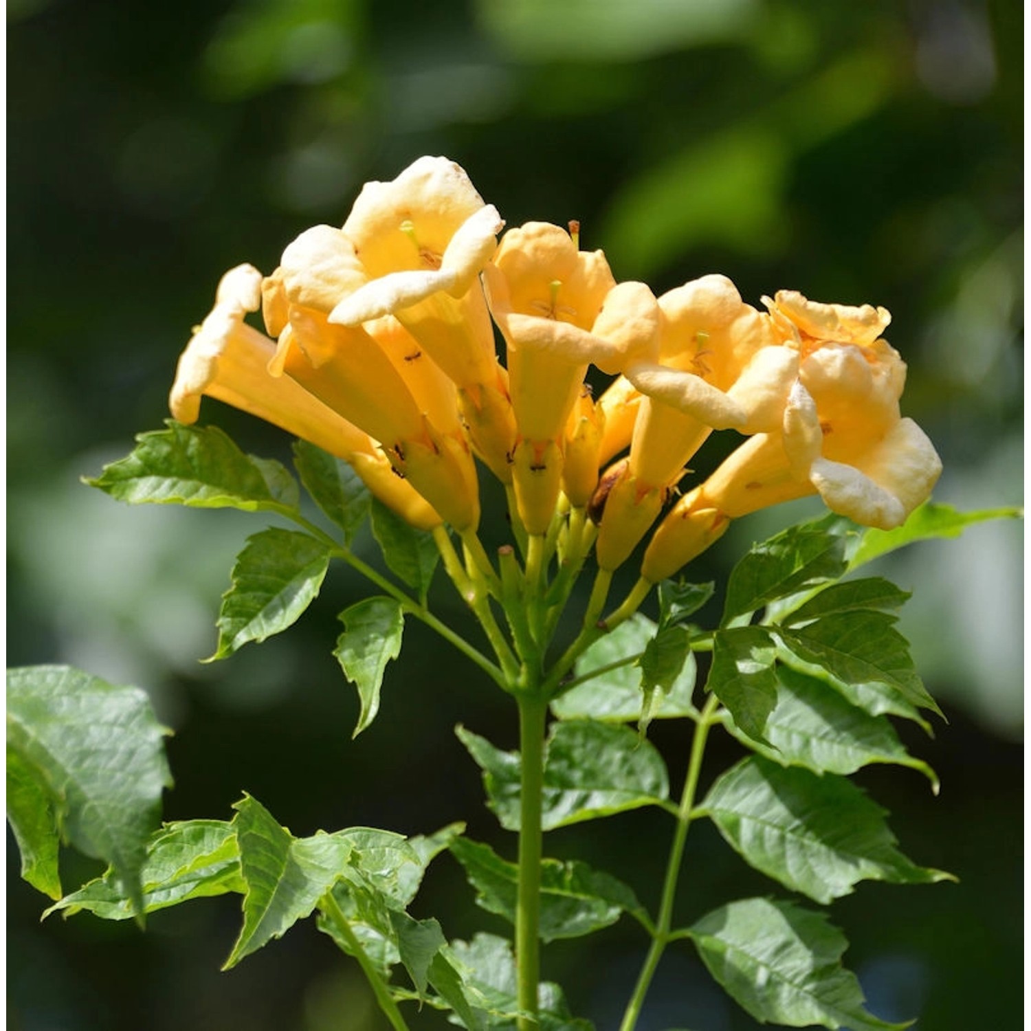 Hochstamm Gelbe Klettertrompete 80-100cm - Campsis radicans günstig online kaufen