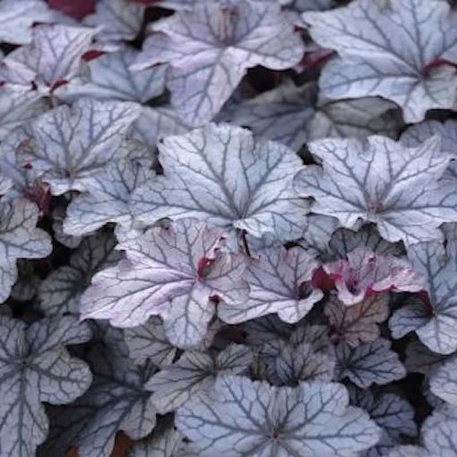 Purpurglöckchen Blackberry Jam - großer Topf - Heuchera micrantha günstig online kaufen