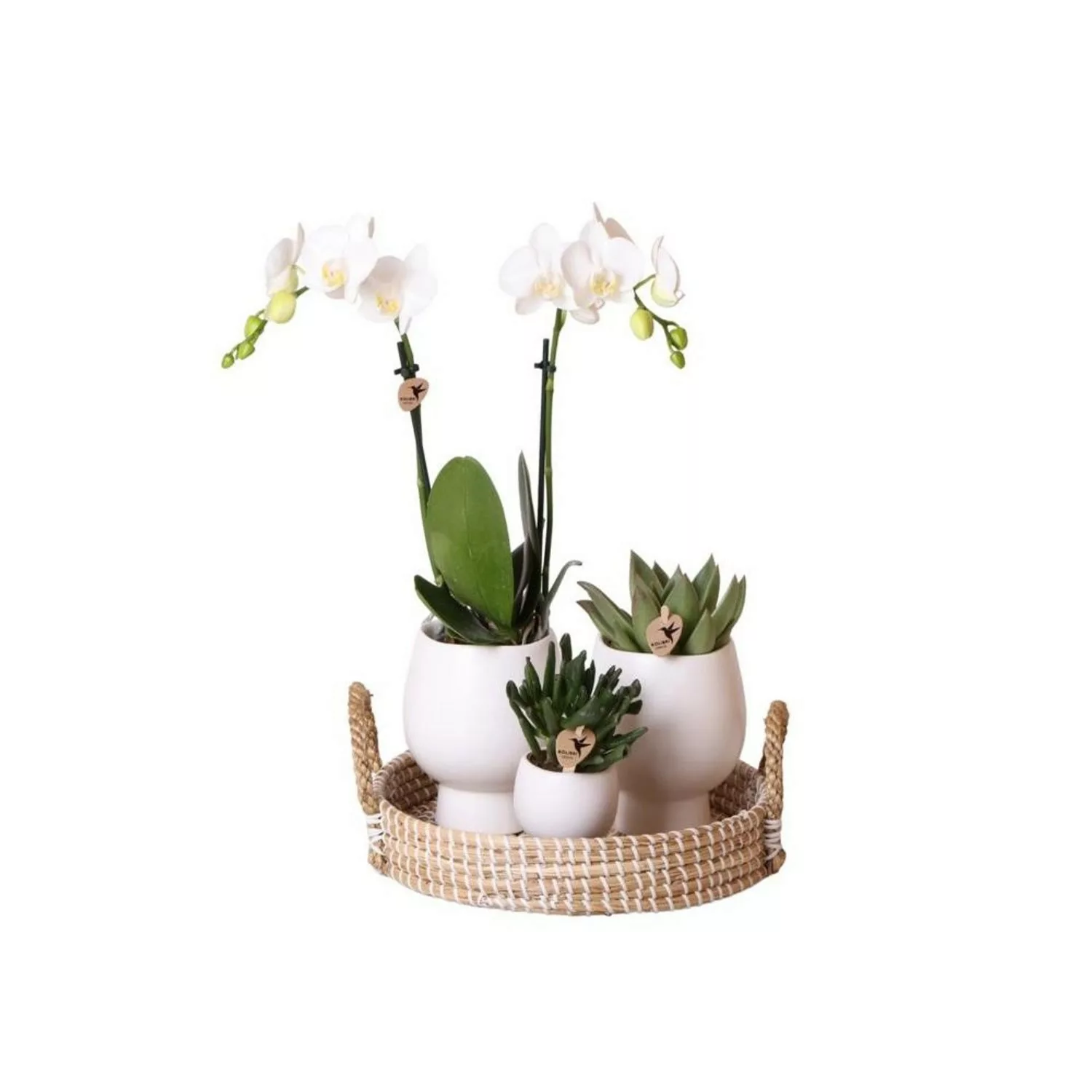 Kolibri Indoor Living Set mit pflegeleichten Zimmerpflanzen inkl. Deko Komp günstig online kaufen