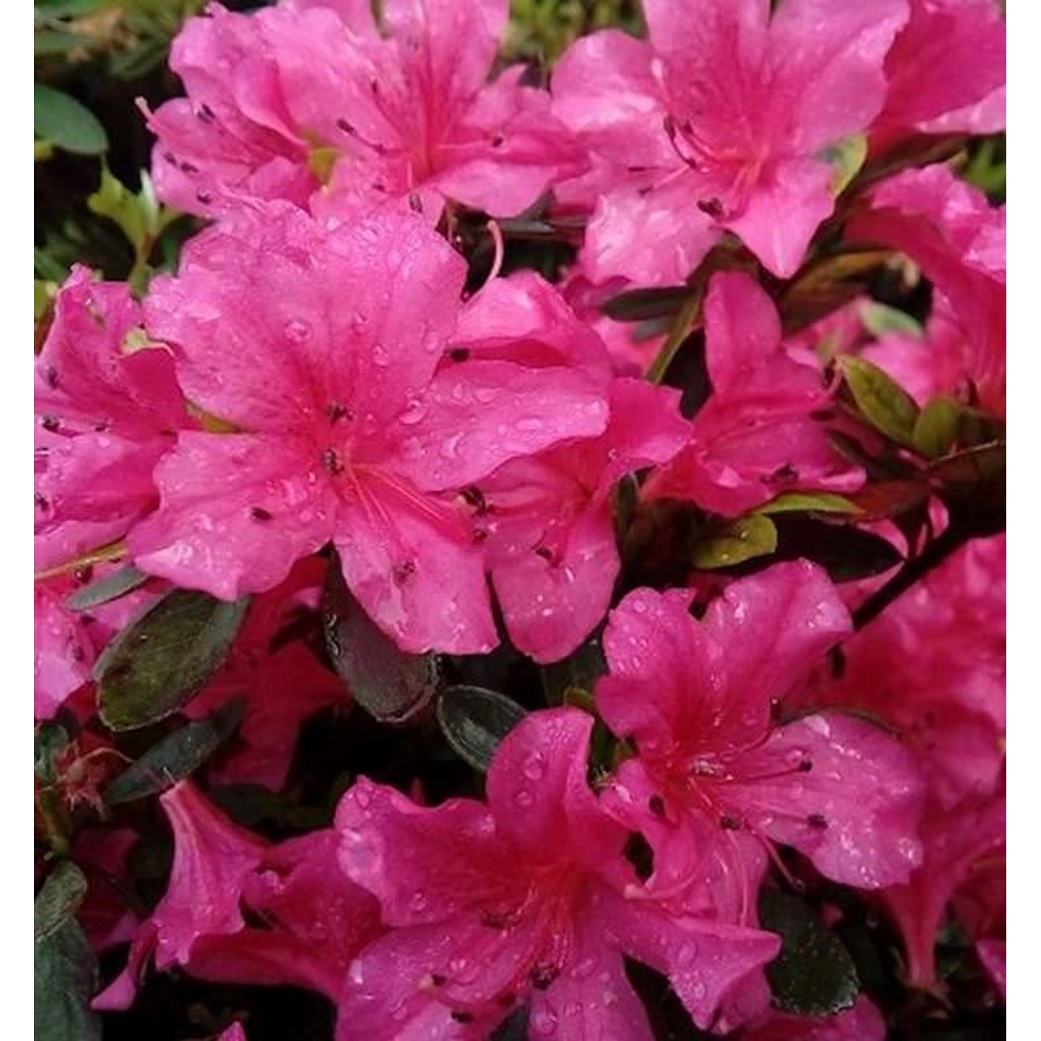 Kriechende Immergrüne Zwerg Azalee Purnululu 20-25cm - Rhododendron nakahar günstig online kaufen