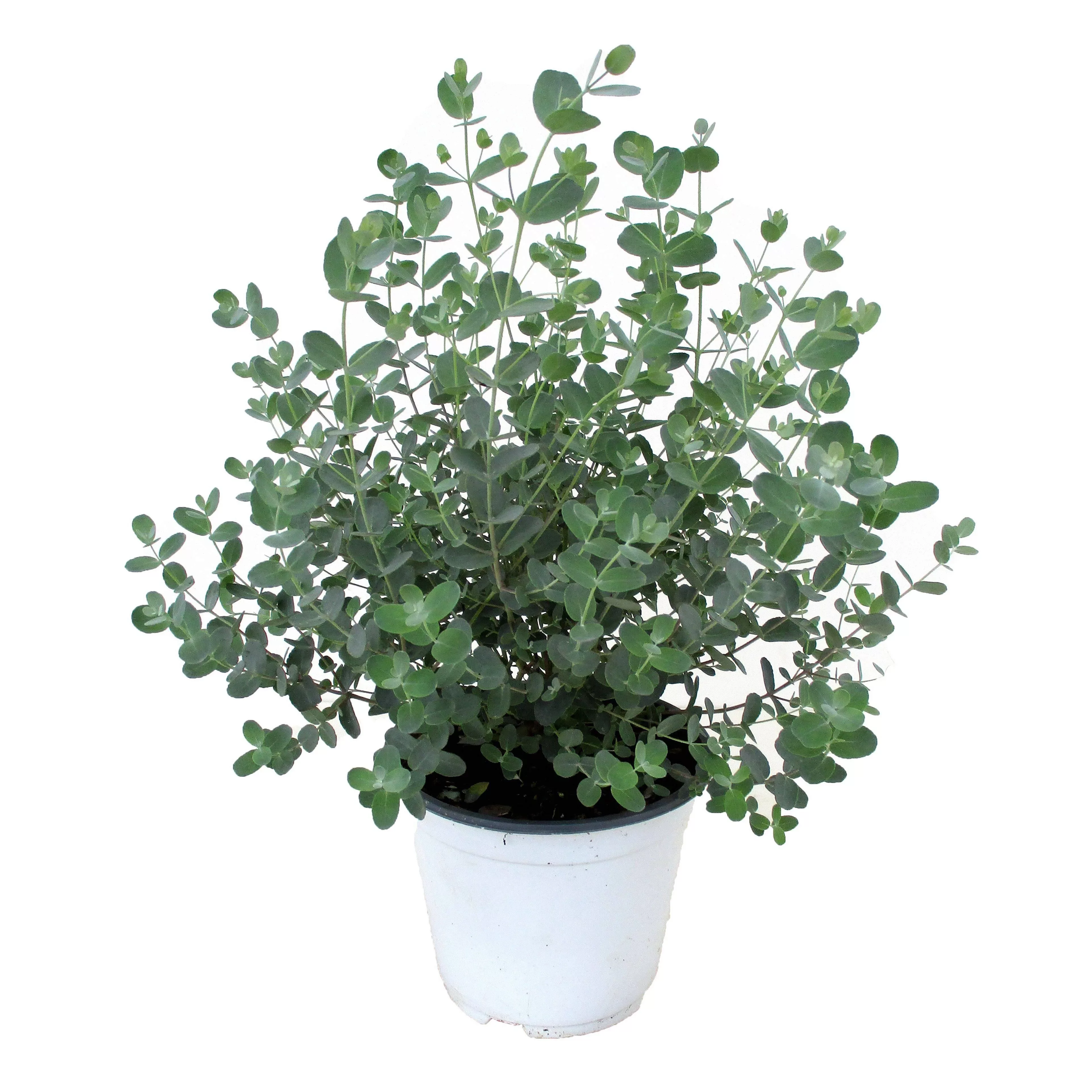 Perfect Plant | Eukalyptus-Gunnii-Strauch günstig online kaufen