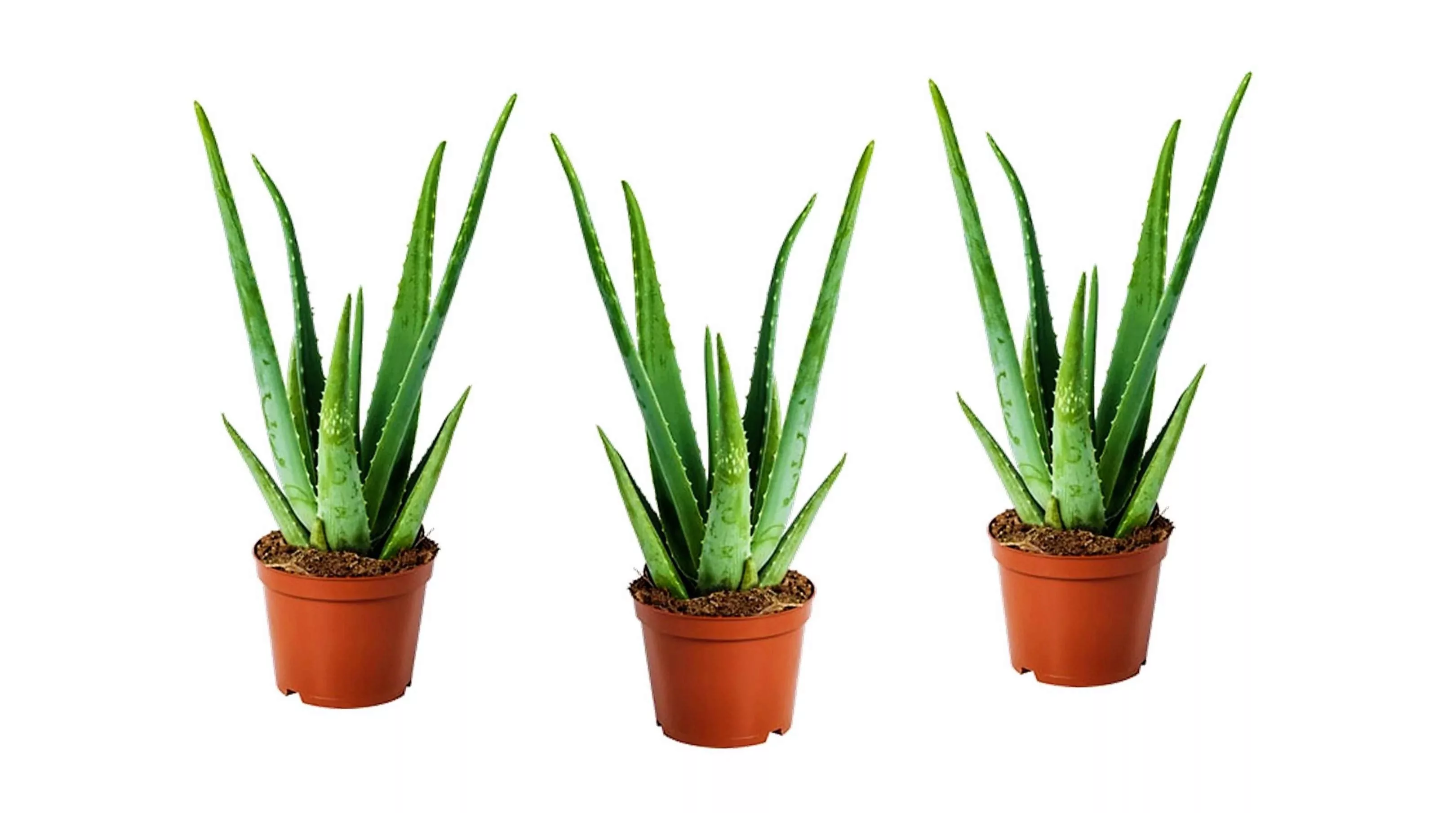 Perfect Plant | Set mit 3 Aloe Vera Zimmerpflanzen günstig online kaufen