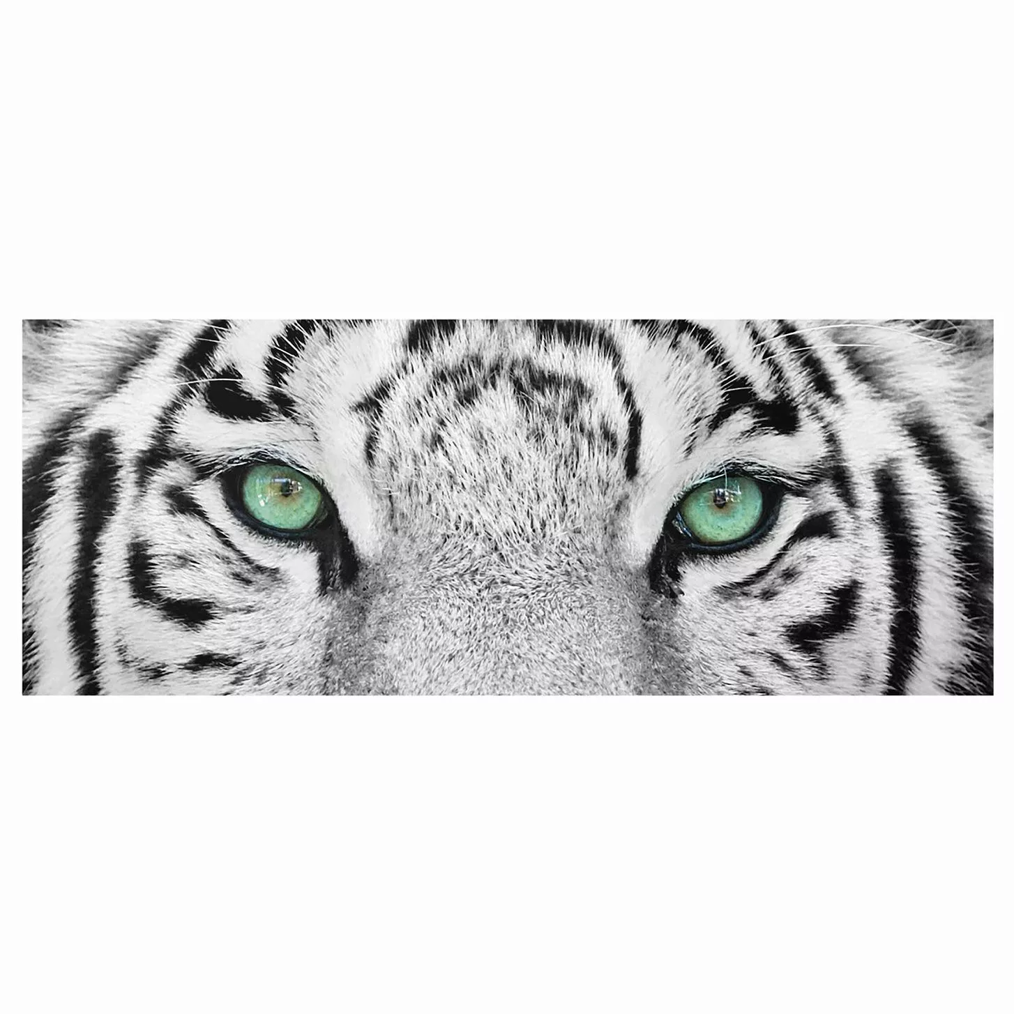 Glasbild Schwarz-Weiß - Panorama Weißer Tiger günstig online kaufen