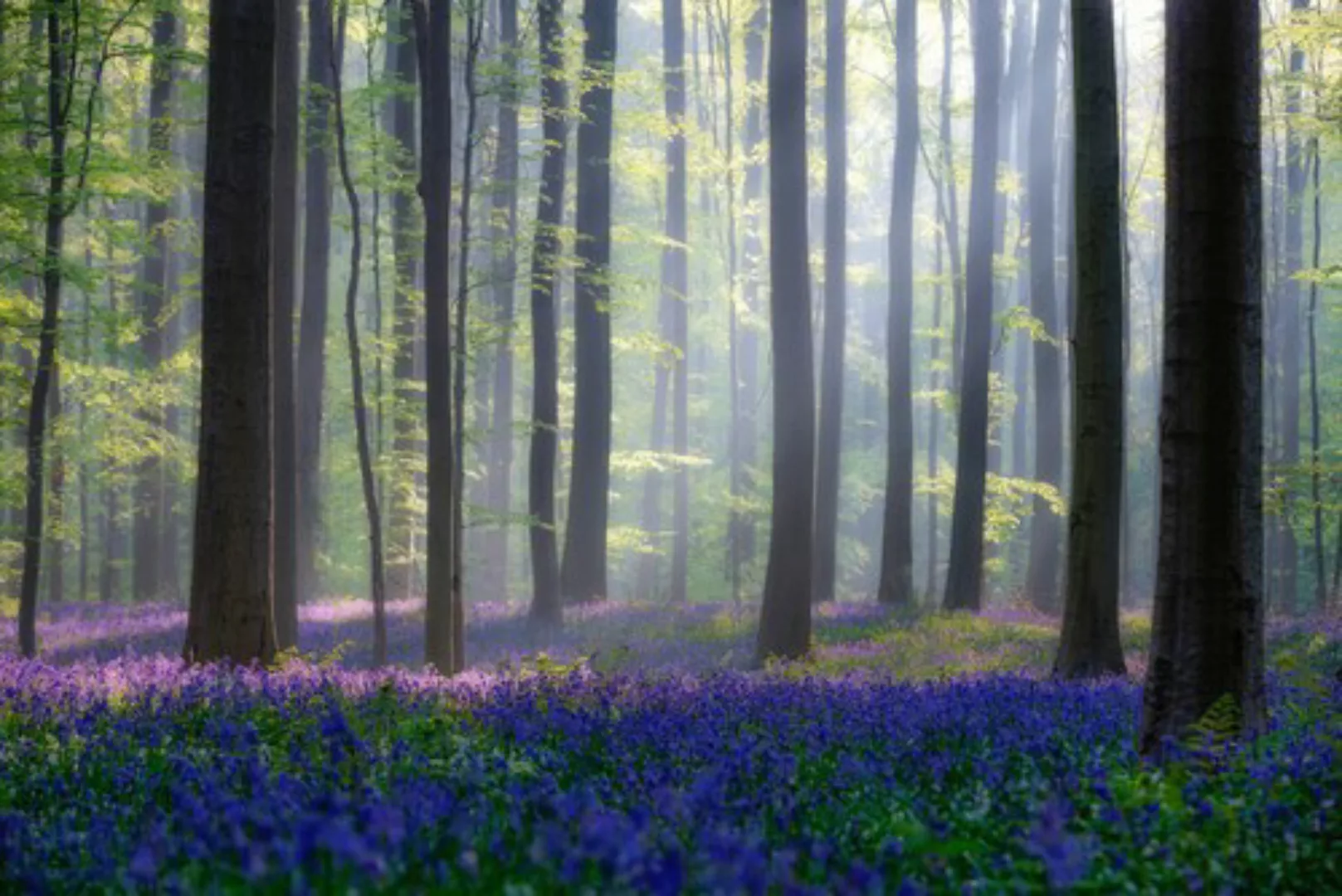 Papermoon Fototapete »Photo-Art ADRIAN POPAN, WALD MIT BLAUER BLUMENWIESE« günstig online kaufen