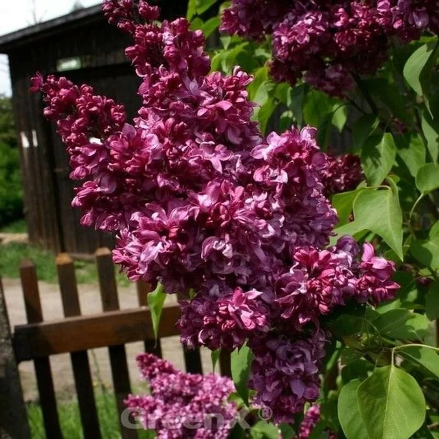 Kanadische Flieder Red Wine 30-40cm - Syringa prestoniae günstig online kaufen