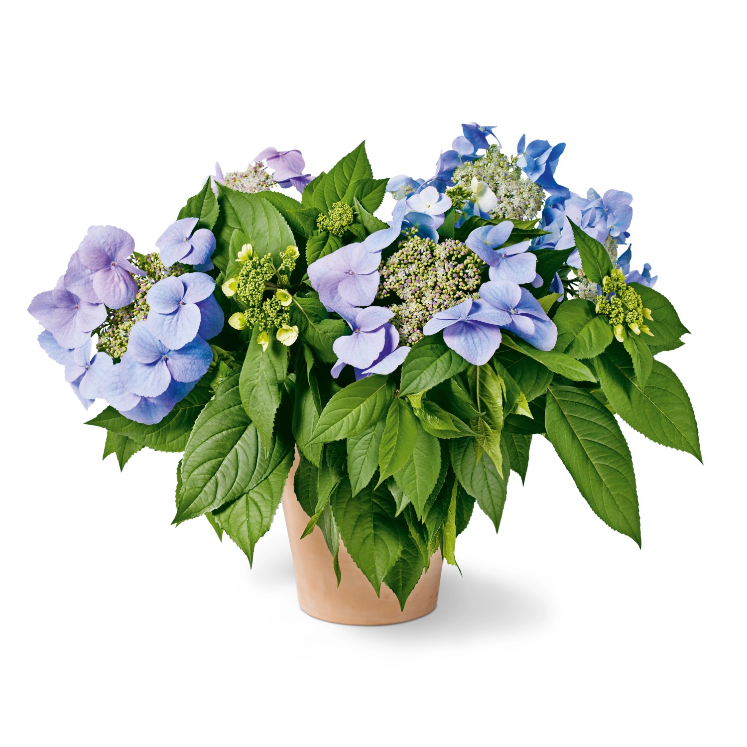 GROW by OBI Hortensie Bloombuster Blau Höhe ca. 30 - 40 cm Hydrangea Hybrid günstig online kaufen