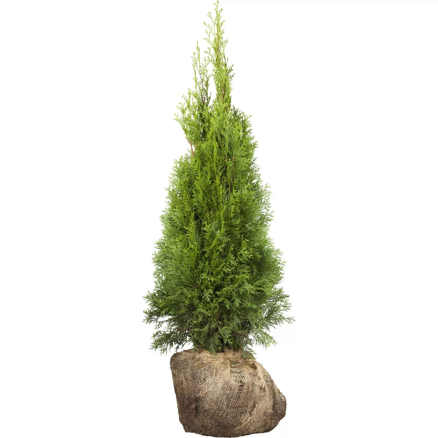 Lebensbaum Smaragd Set a 100 Stück Höhe ca. 80 - 100 cm Ballenware Thuja günstig online kaufen