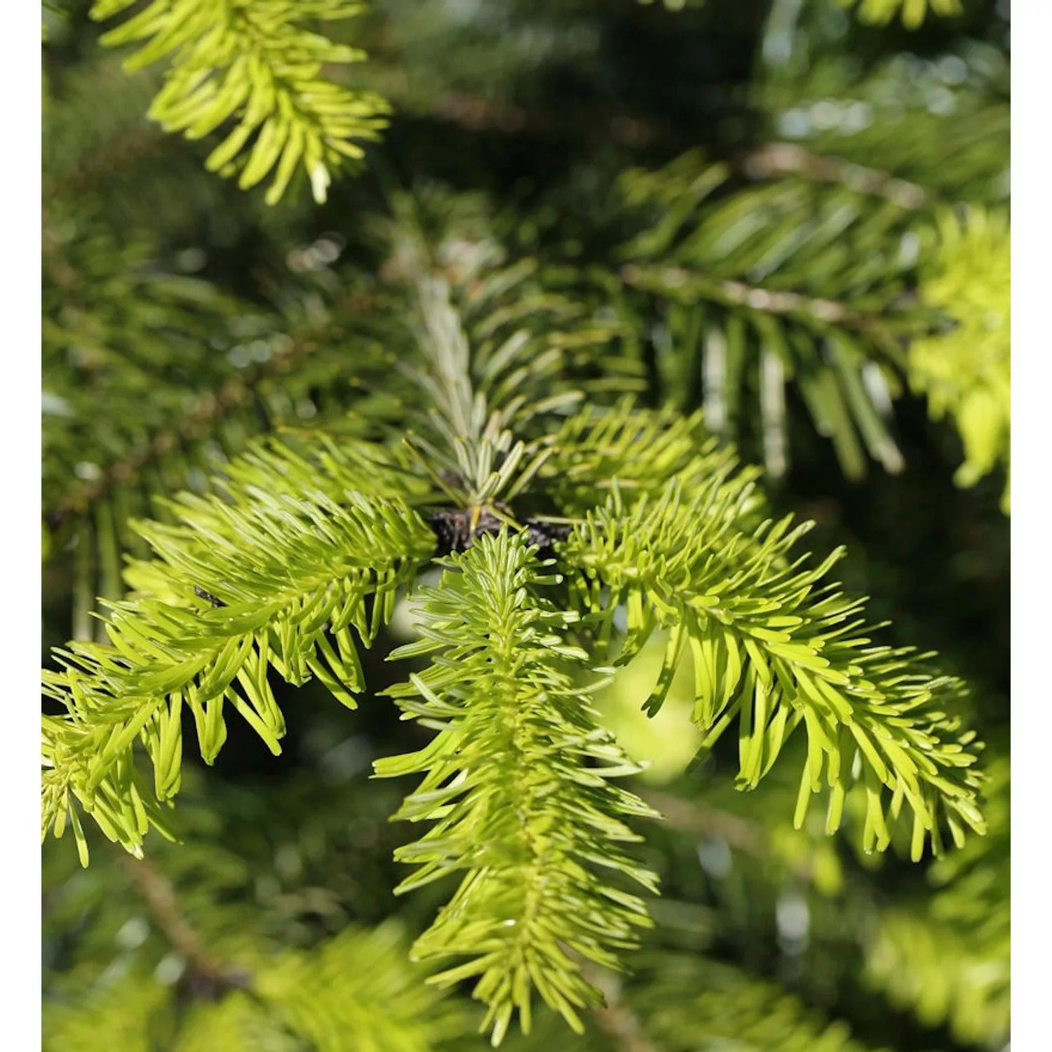 Zwerg Nordmanntanne Astrid 25-30cm - Abies nordmanniana günstig online kaufen