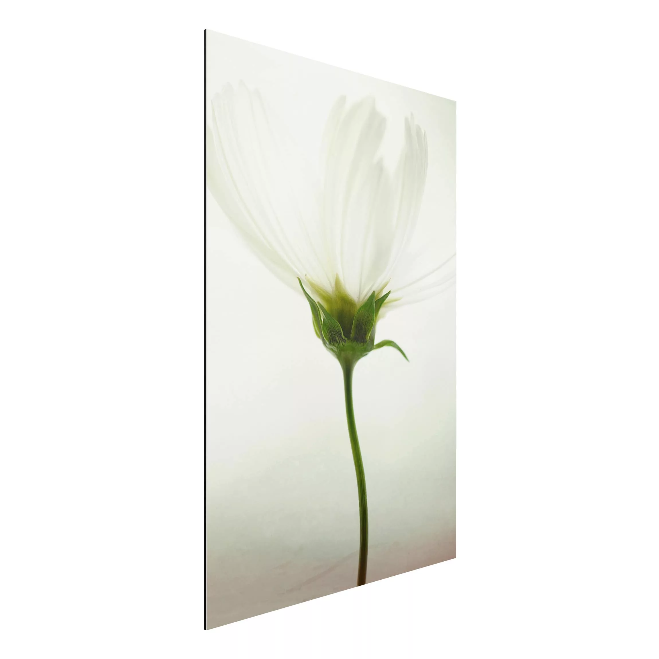 Alu-Dibond Bild Blumen - Hochformat 2:3 Weiße Cosmea günstig online kaufen
