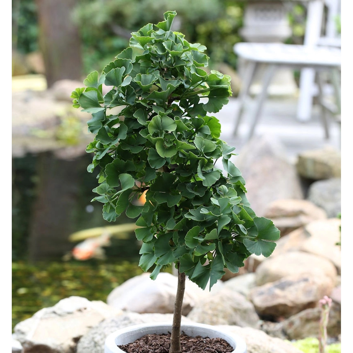 Hochstamm Fächerblattbaum Troll 80-100cm - Ginkgo biloba günstig online kaufen