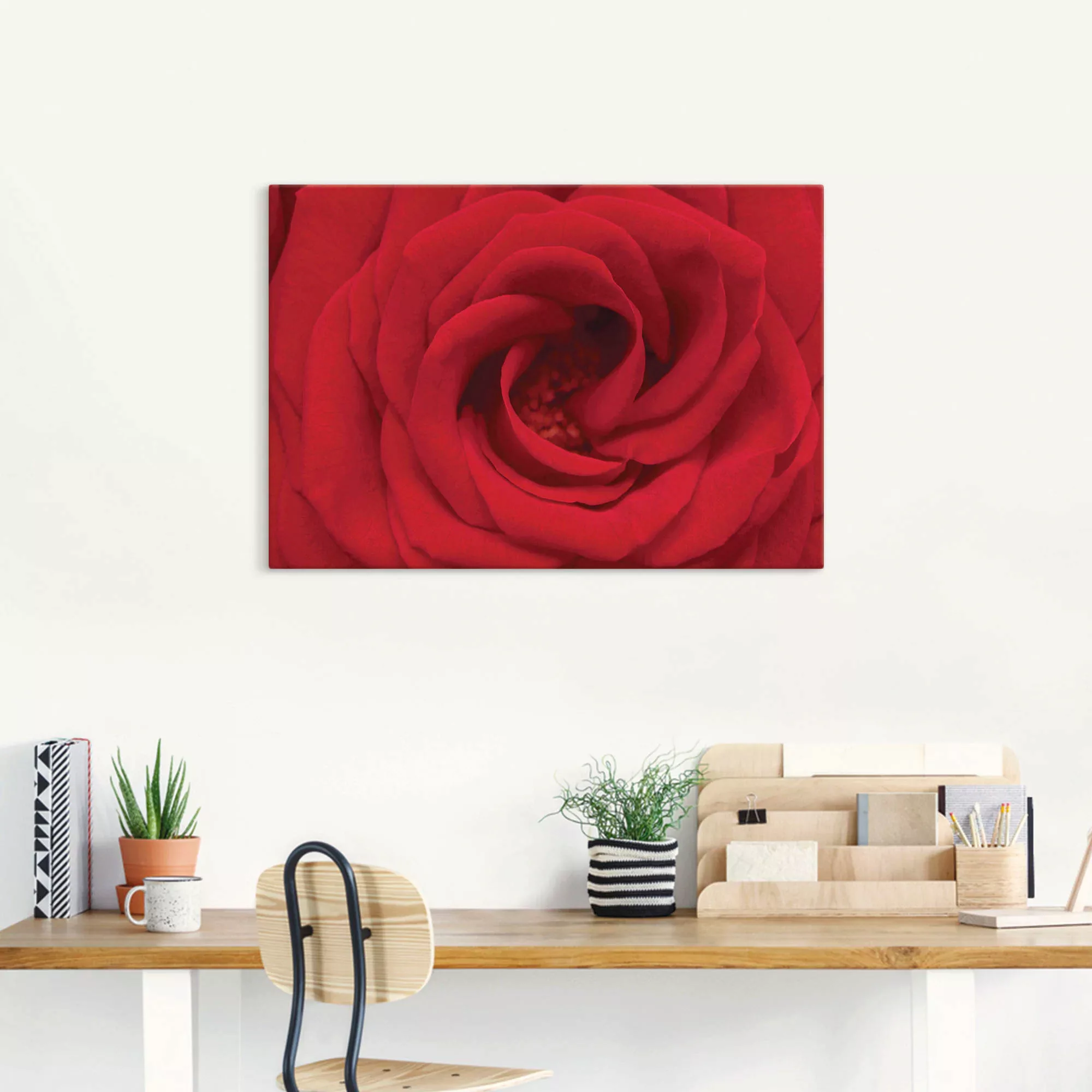 Artland Wandbild »Rote Rose«, Blumen, (1 St.), als Alubild, Outdoorbild, Le günstig online kaufen