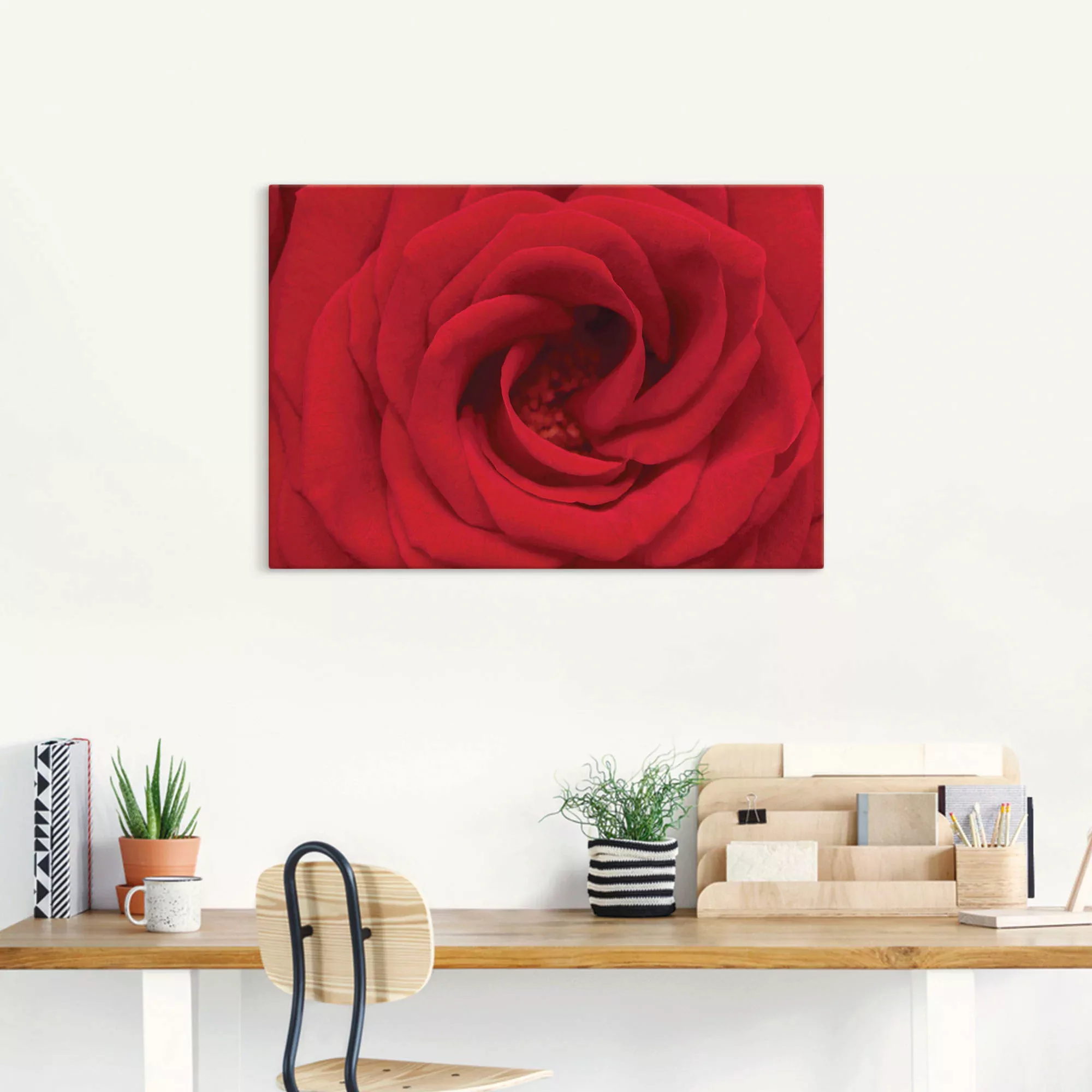 Artland Wandbild "Rote Rose", Blumen, (1 St.), als Alubild, Outdoorbild, Le günstig online kaufen