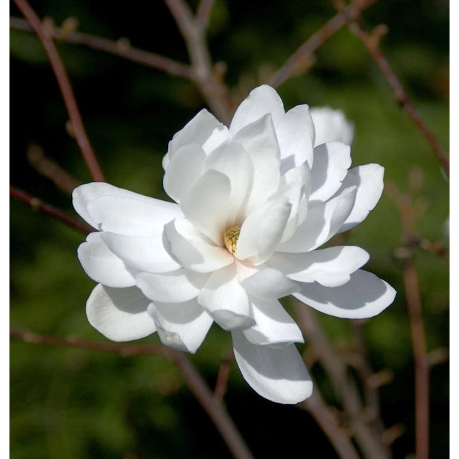 Sternmagnolie Wildcat 125-150cm - Magnolia stellata günstig online kaufen