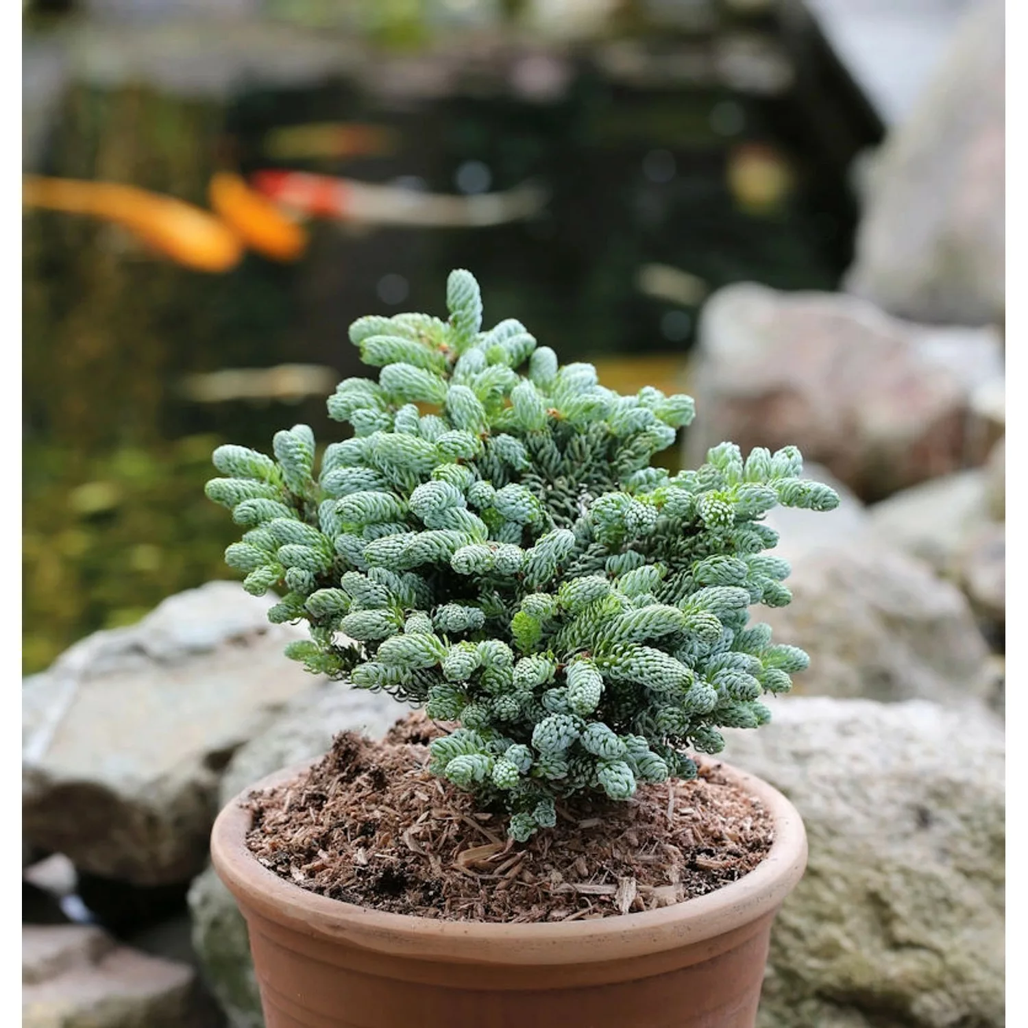 Koreatanne Kohouts Icebreaker 15-20cm - Abies koreana günstig online kaufen