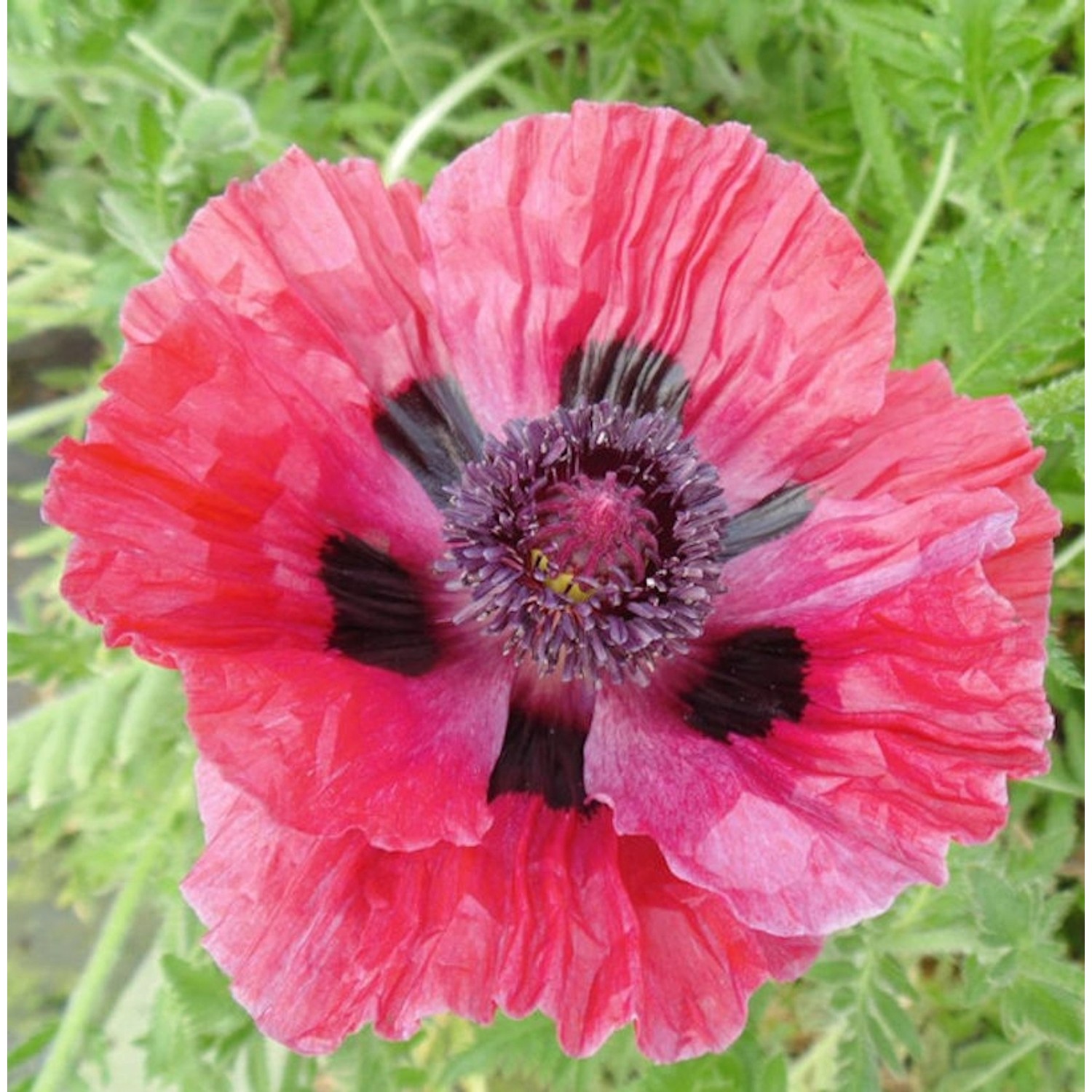 Türkischer Mohn Central Park - Papaver orientale günstig online kaufen